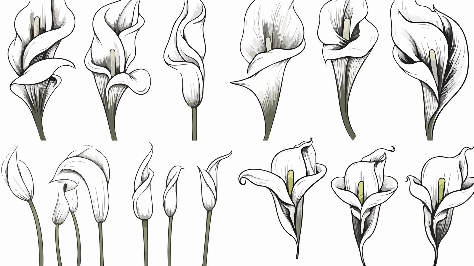 Hand-Drawn Calla Lily Sketch Set — free download from Dotvec