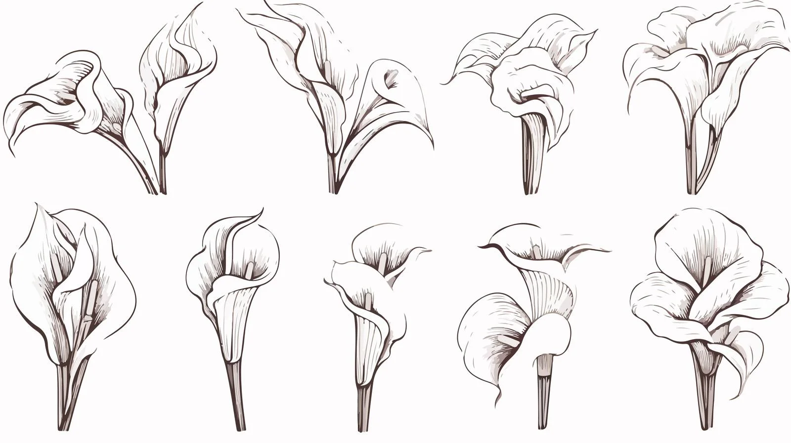 Hand-drawn Calla Lily Doodle Sketch Set — free download from Dotvec