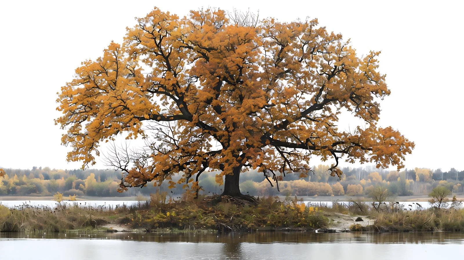Solitary autumnal oak near flowing riverbank — free download from Dotvec
