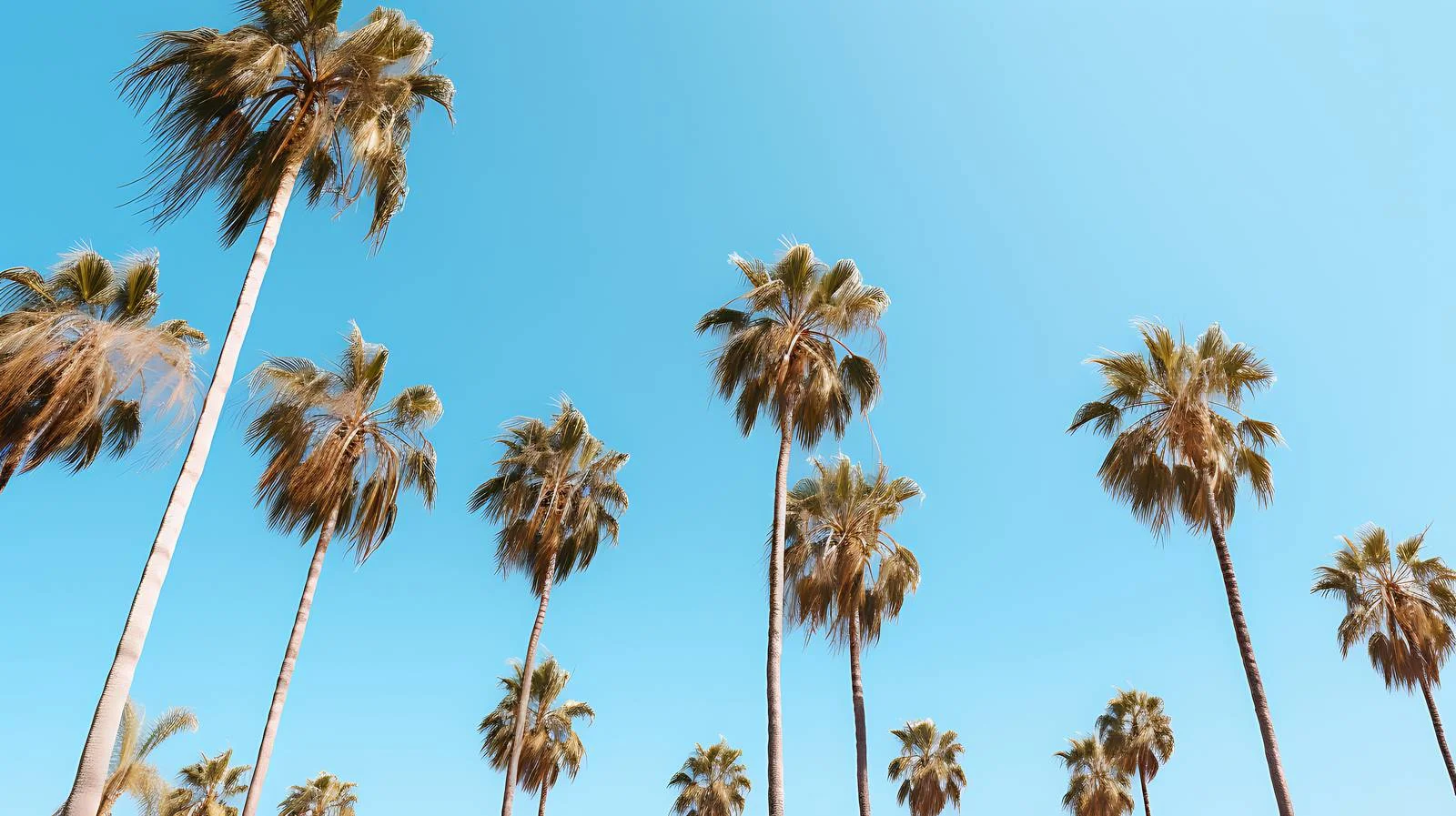 Tropical palm trees under vibrant blue sky — free download from Dotvec