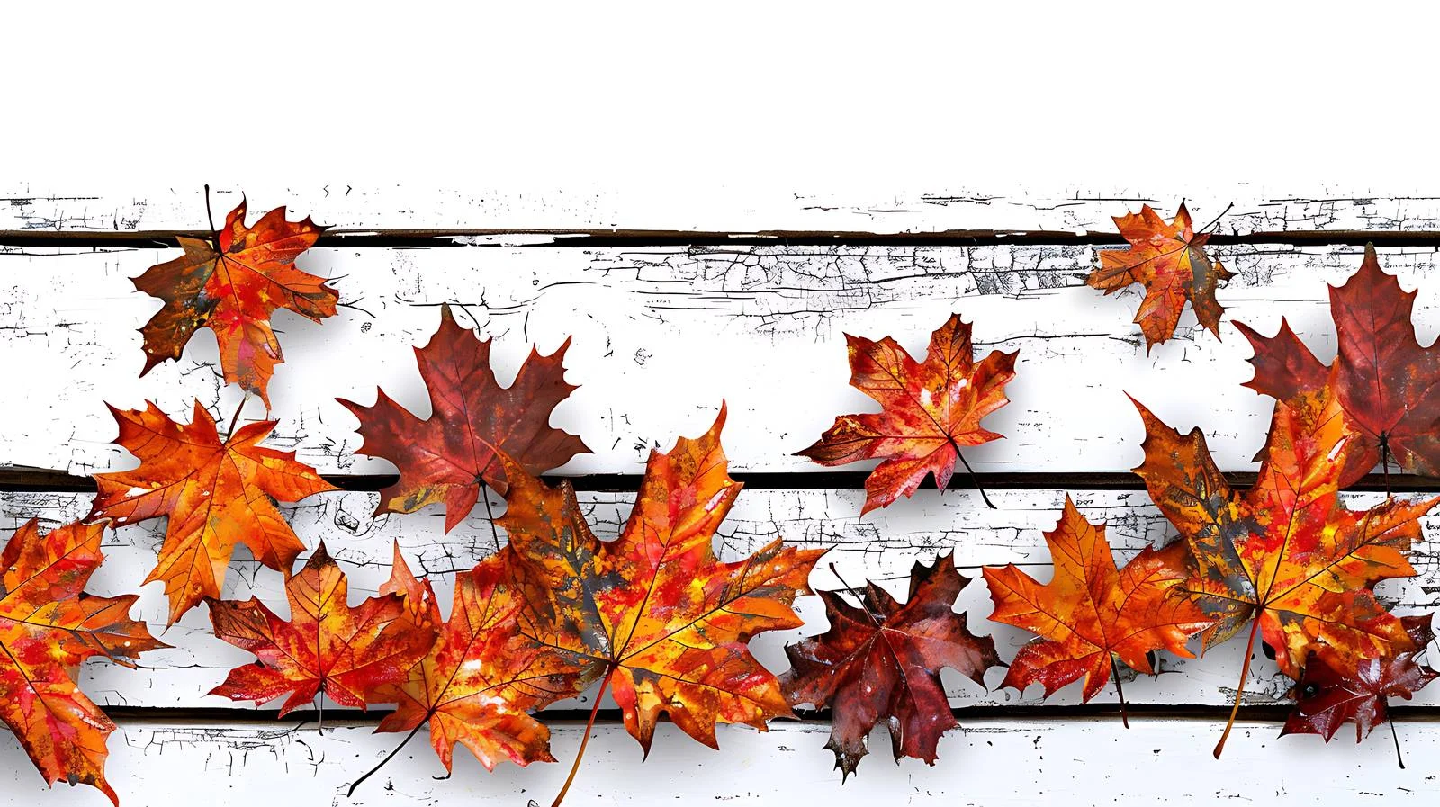 Maple Leaves on Pine Wood Background: White Isolated — free download from Dotvec