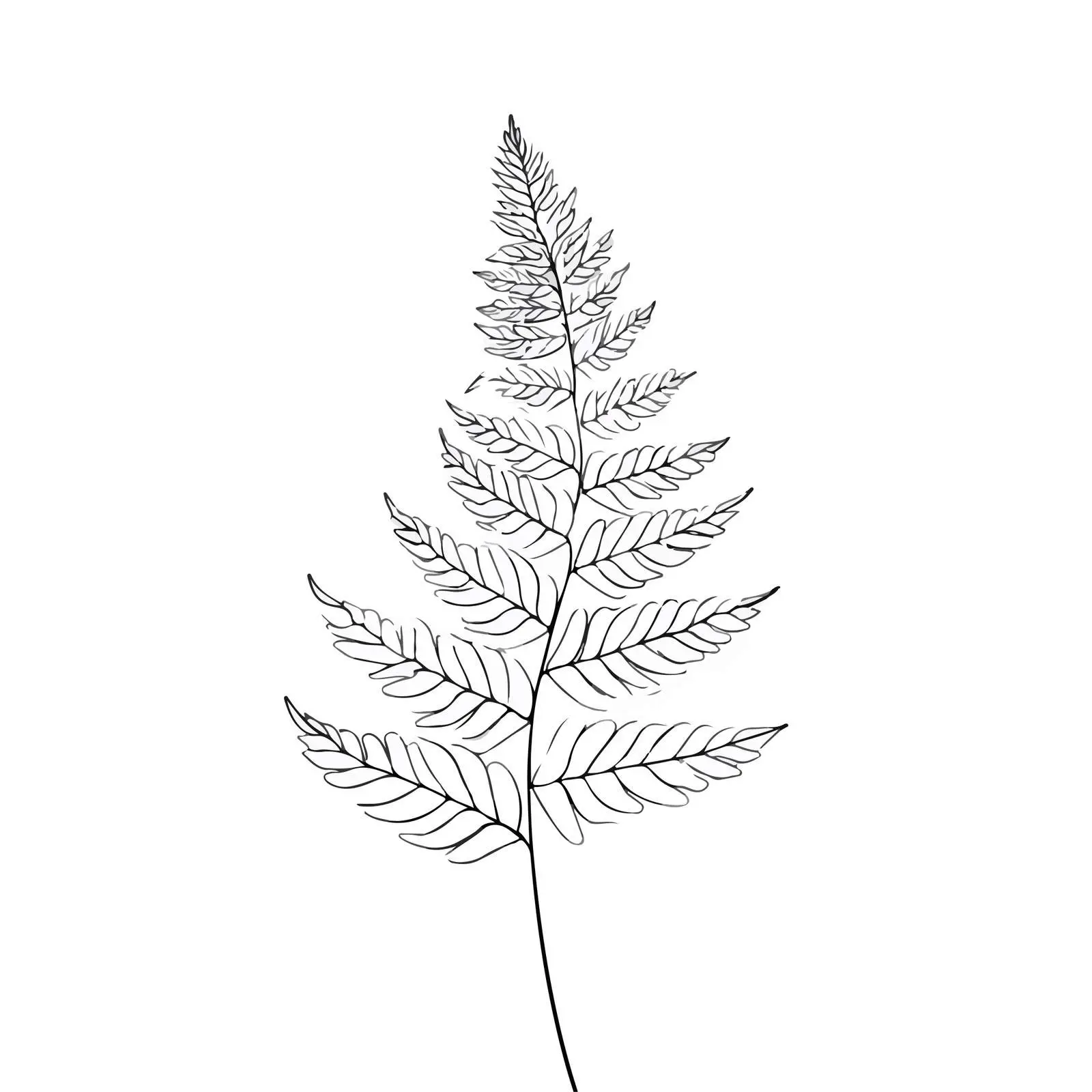 Fern Leaf Line Art Vector Illustration — free download from Dotvec