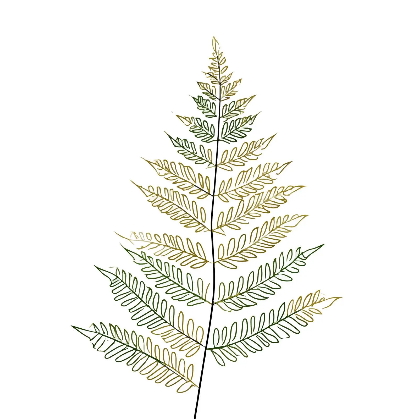 Fern Leaf Line Art Vector Illustration — free download from Dotvec