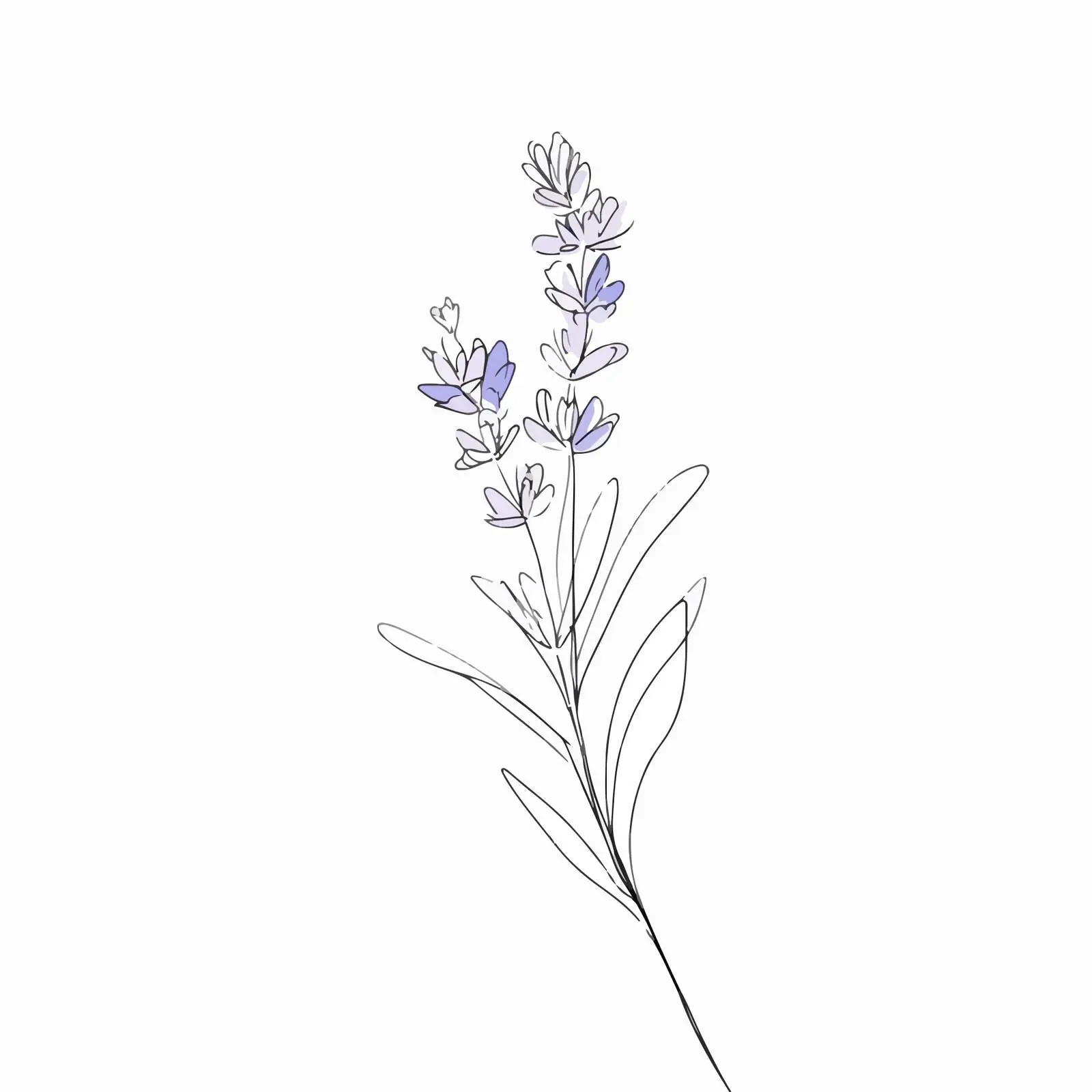Elegant Lavender Line Art Illustration — free download from Dotvec
