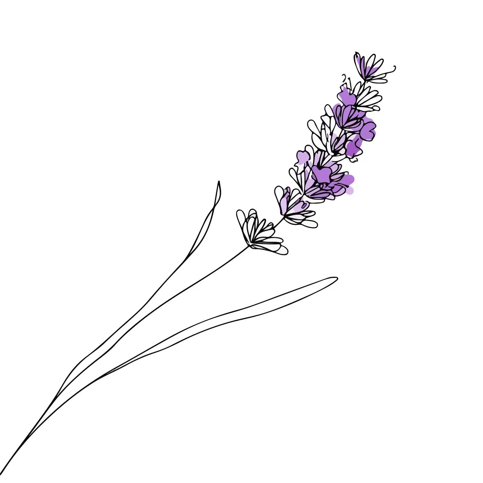 Elegant Lavender Line Art Illustration — free download from Dotvec