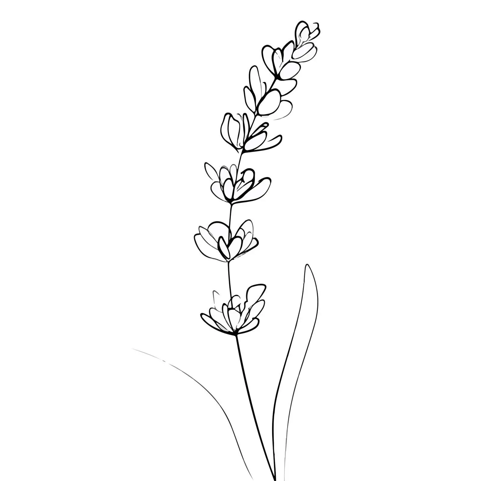 Lavender Continuous Line Art — free download from Dotvec