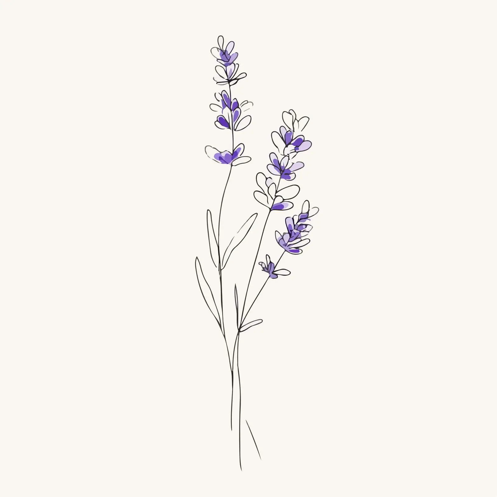 Elegant Lavender Line Art Illustration — free download from Dotvec