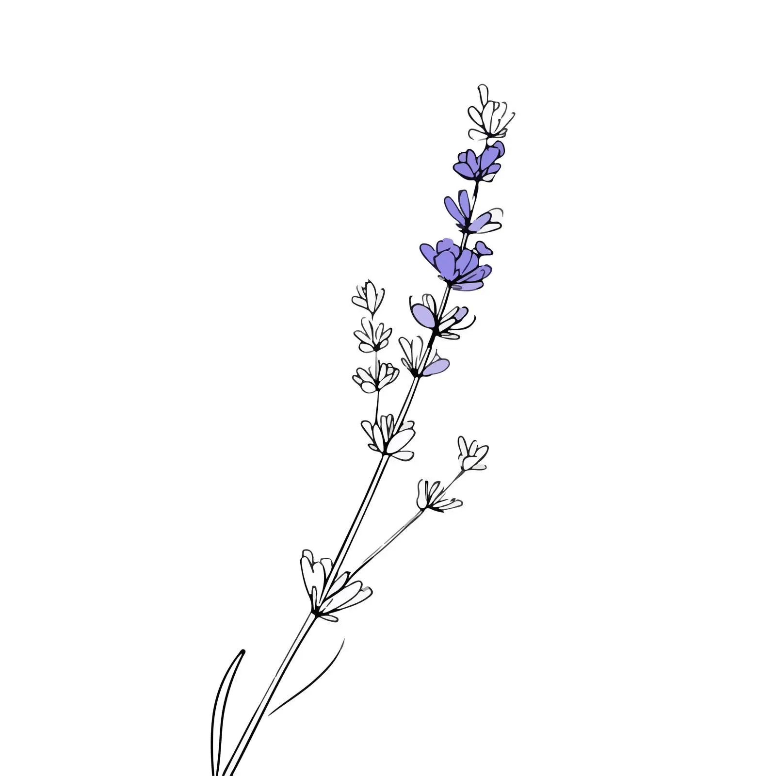 Minimal Lavender Line Art — free download from Dotvec