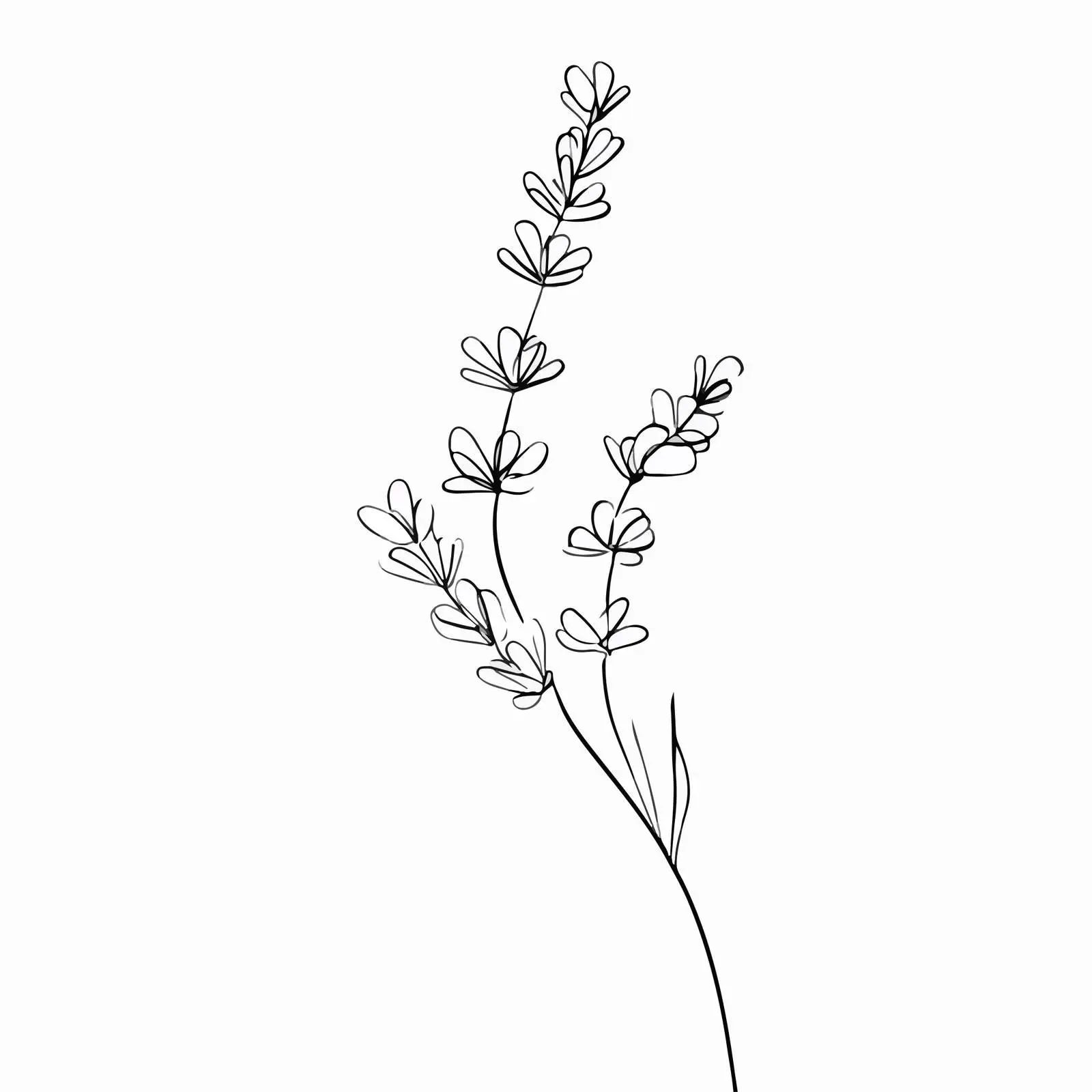 Elegant Lavender Line Art Illustration — free download from Dotvec