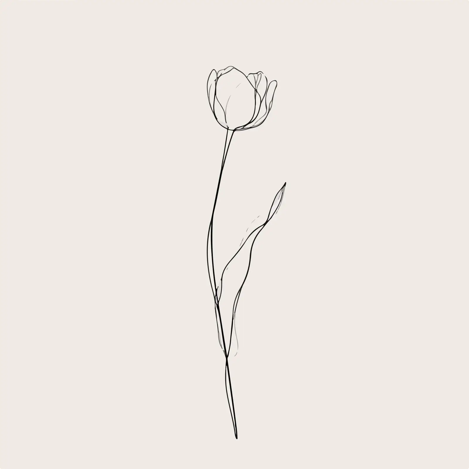 Elegant Tulip Line Art Illustration — free download from Dotvec