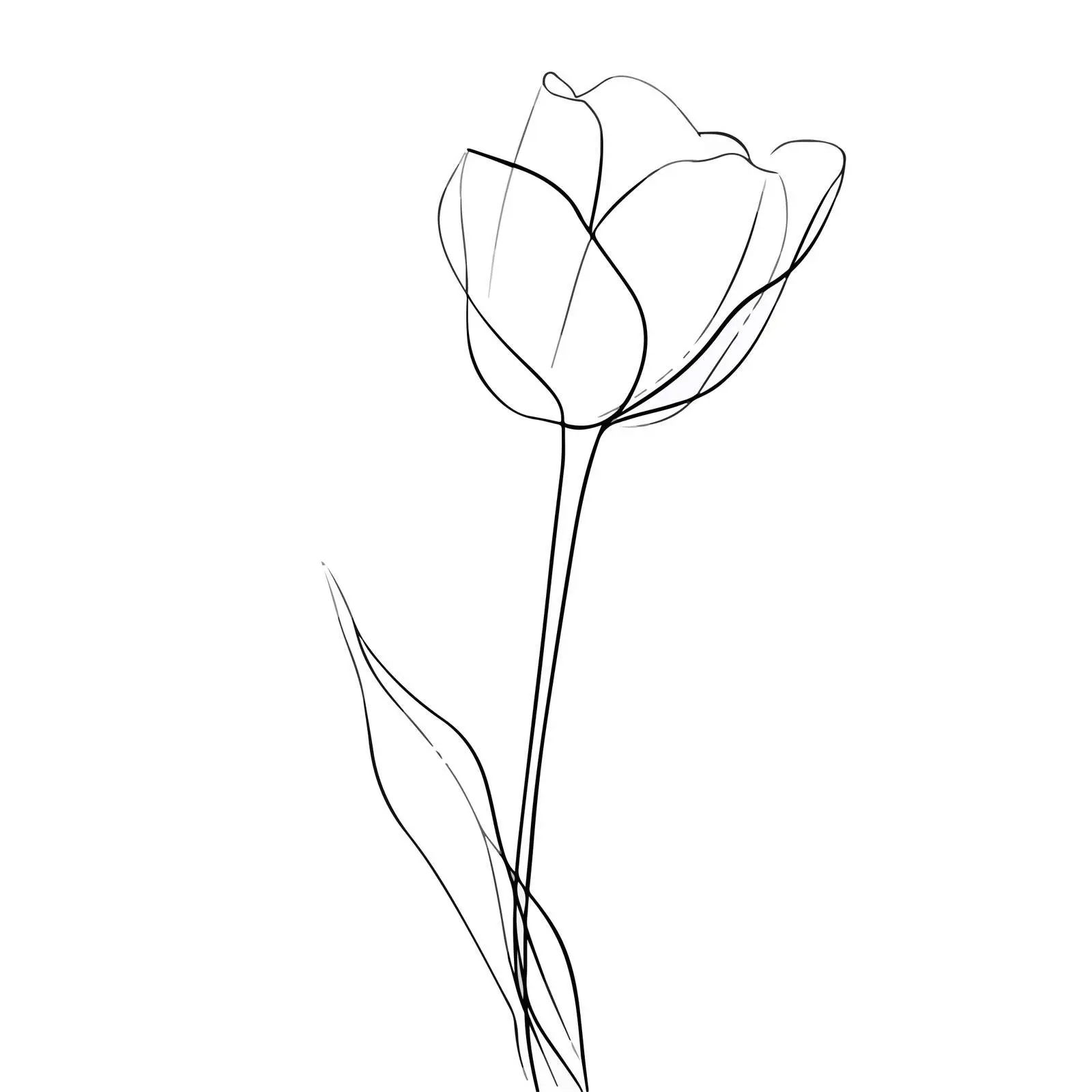 Minimal Tulip Line Art Vector Illustration — free download from Dotvec