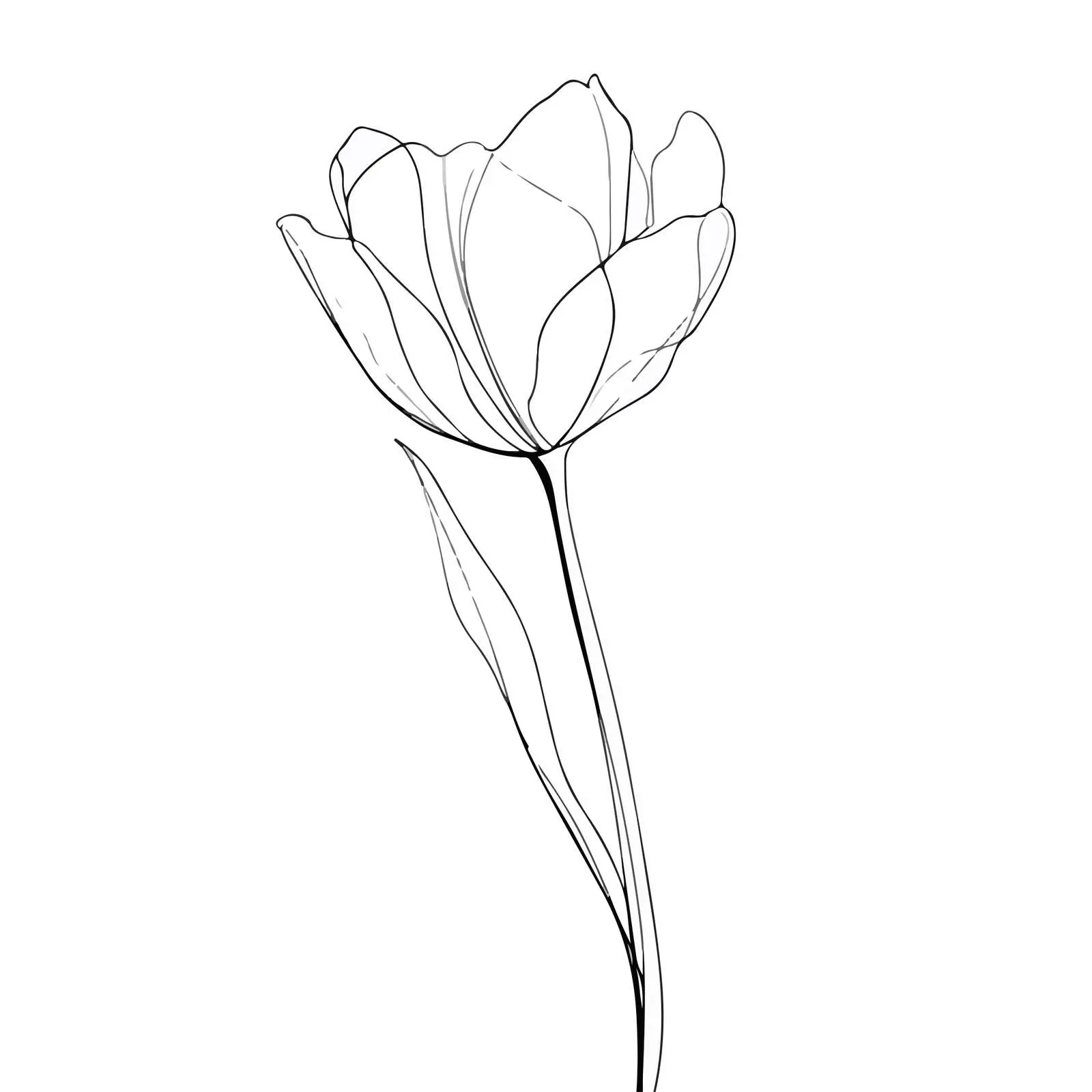 Minimal Tulip Line Art Illustration — free download from Dotvec