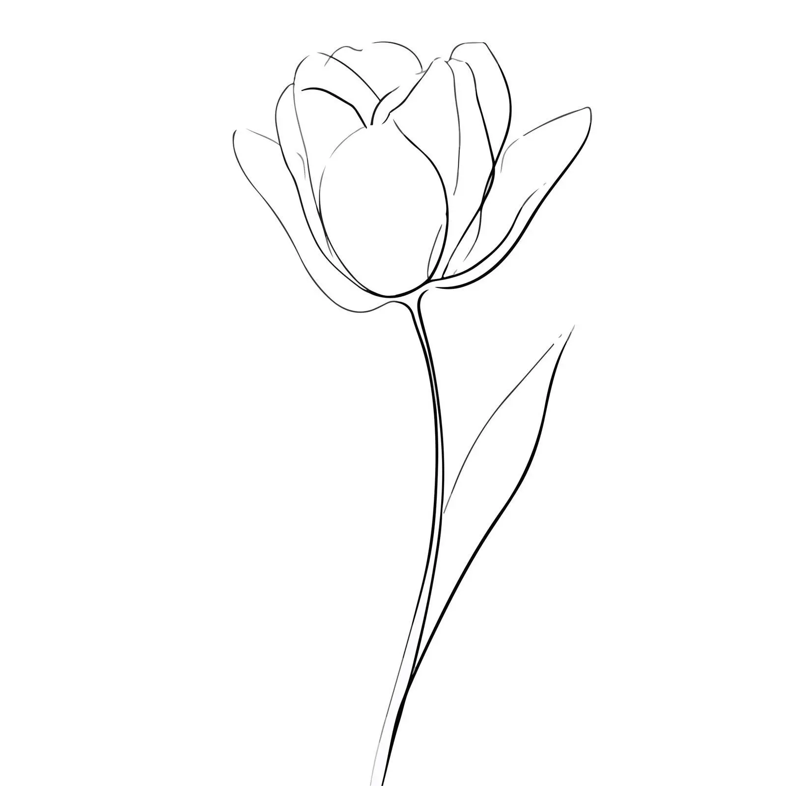Elegant Tulip Line Art — free download from Dotvec