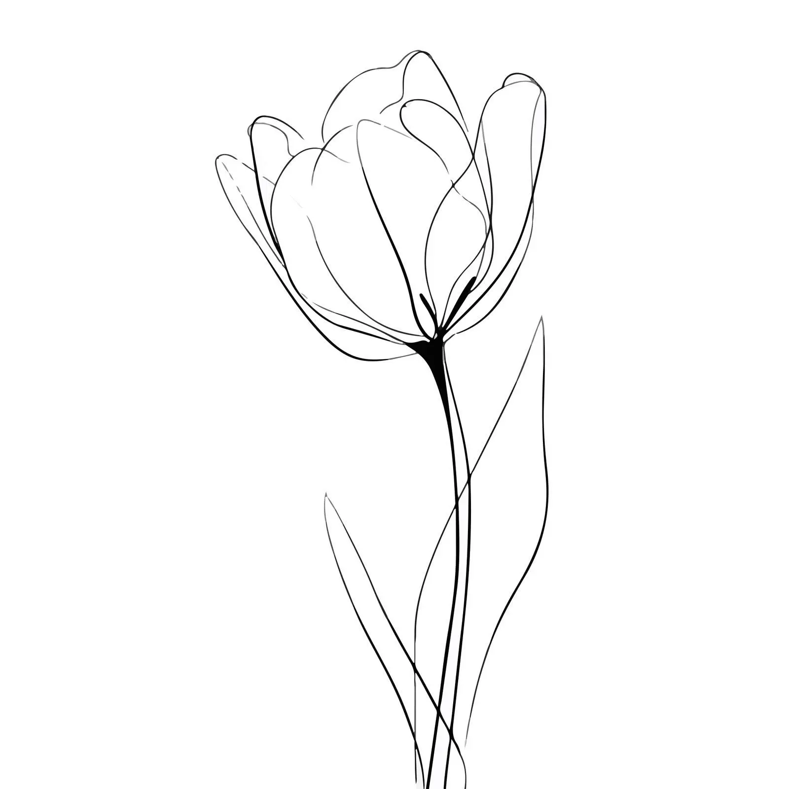 Elegant Tulip Line Art Illustration — free download from Dotvec