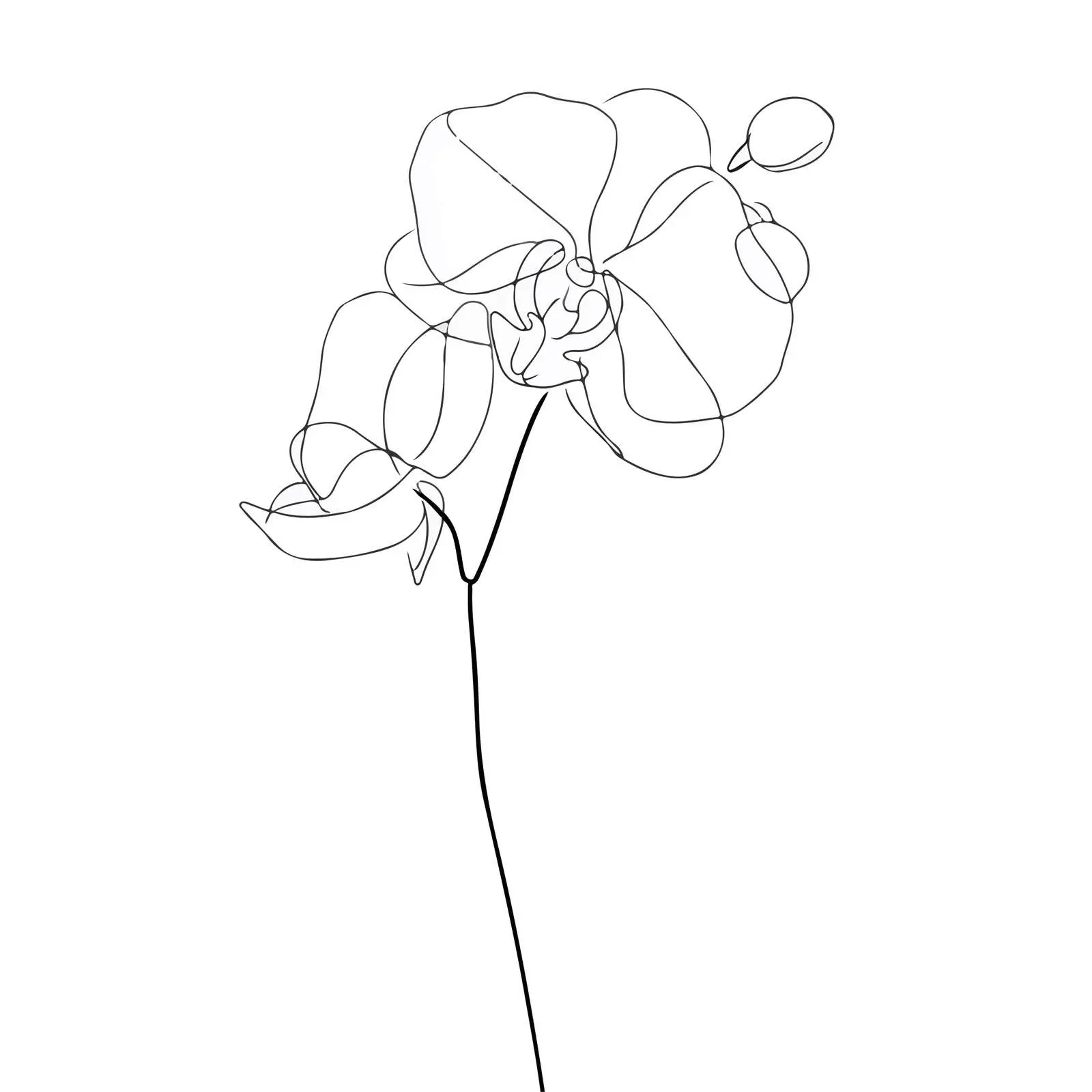 Orchid Line Art Illustration — free download from Dotvec