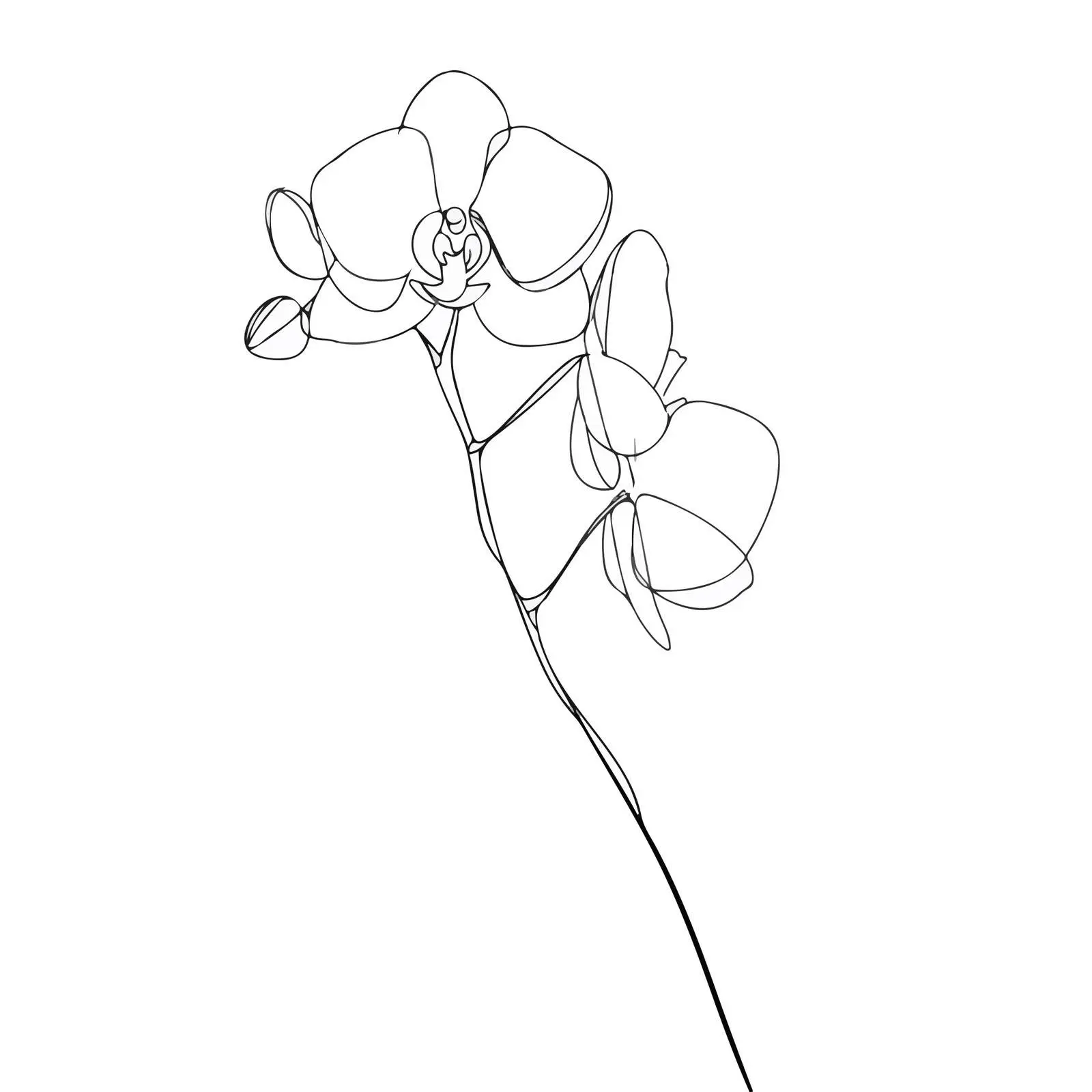 Orchid Continuous Line Art Illustration — free download from Dotvec