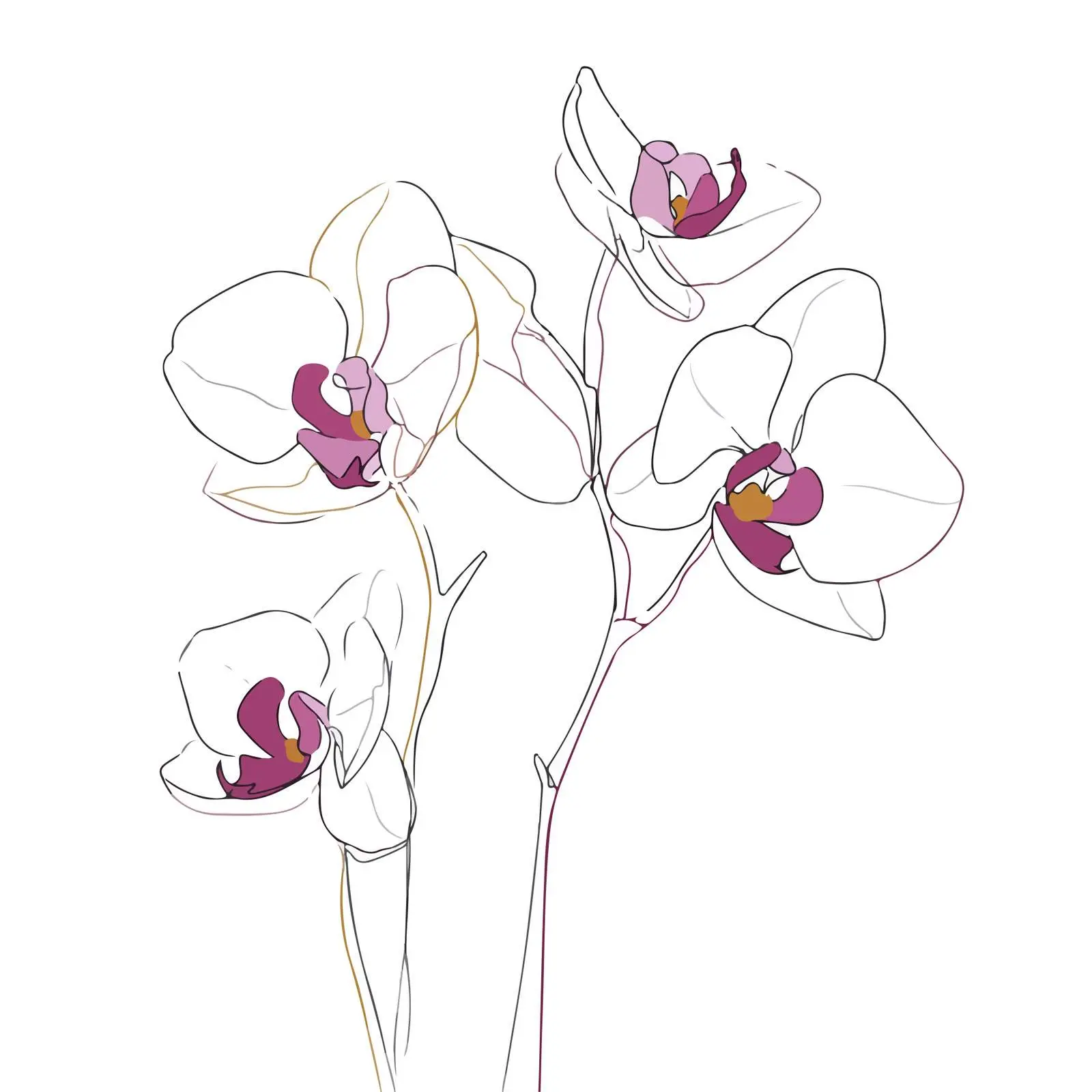 Orchid Line Art Illustration — free download from Dotvec