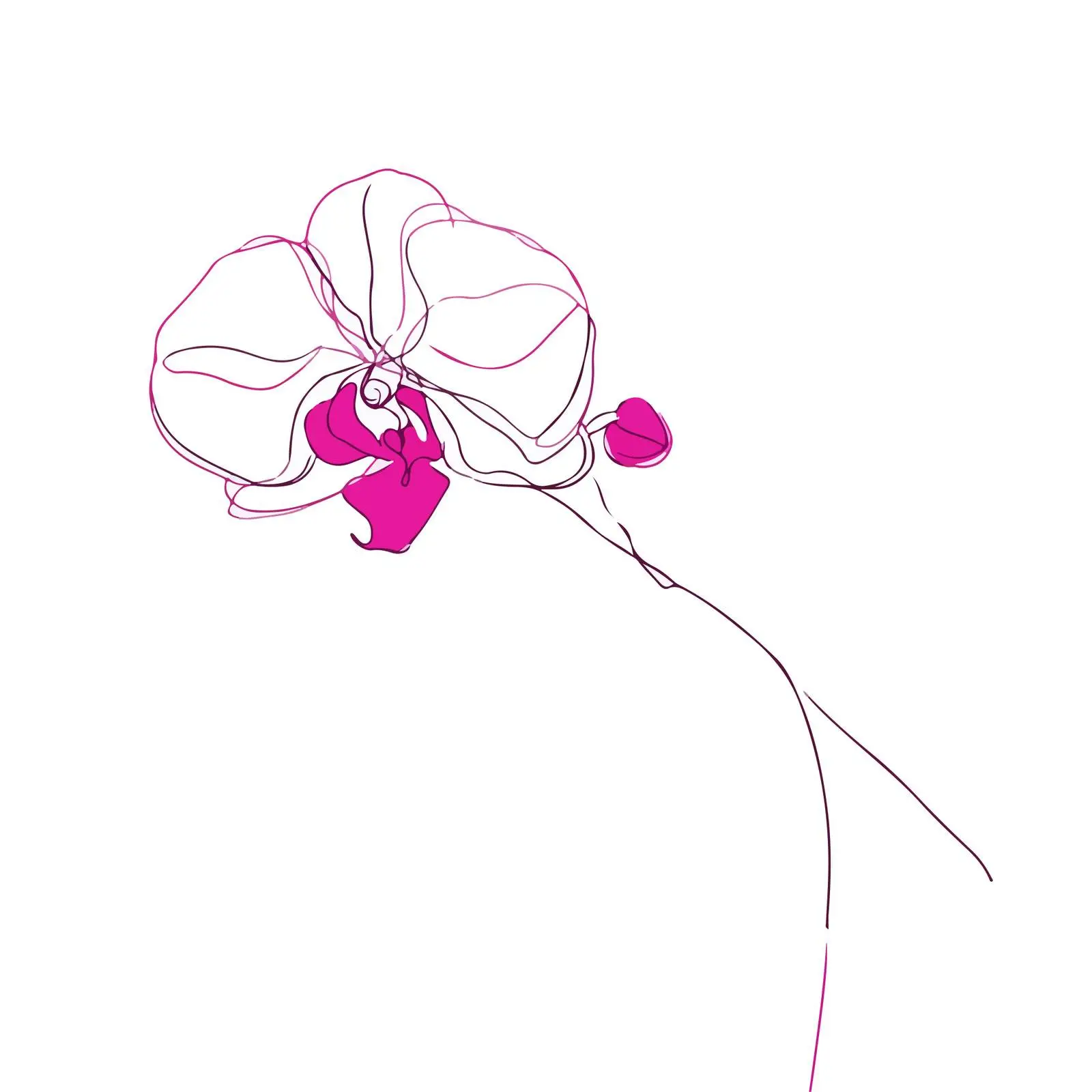 Orchid Line Art Illustration — free download from Dotvec