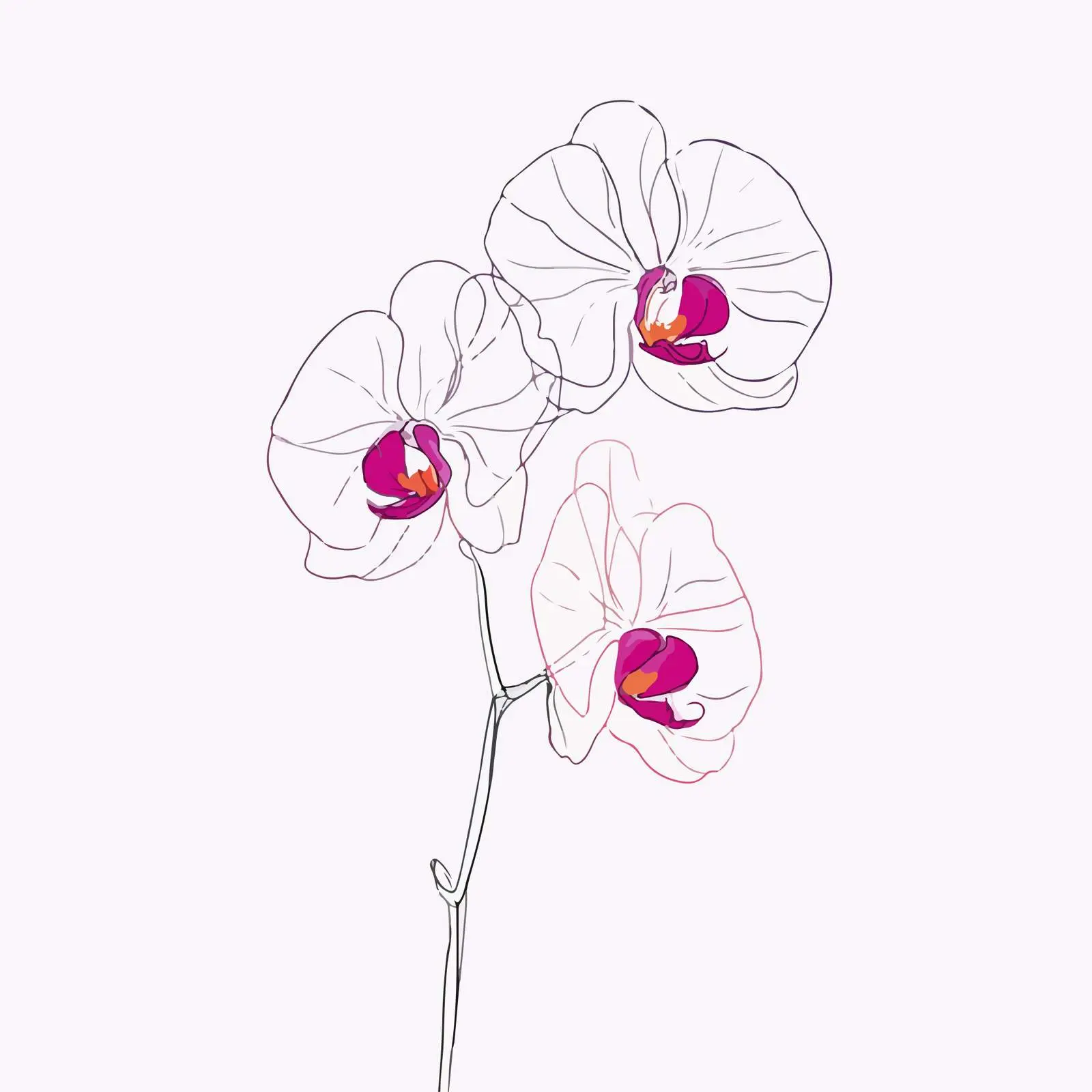 Orchid Line Art Illustration — free download from Dotvec