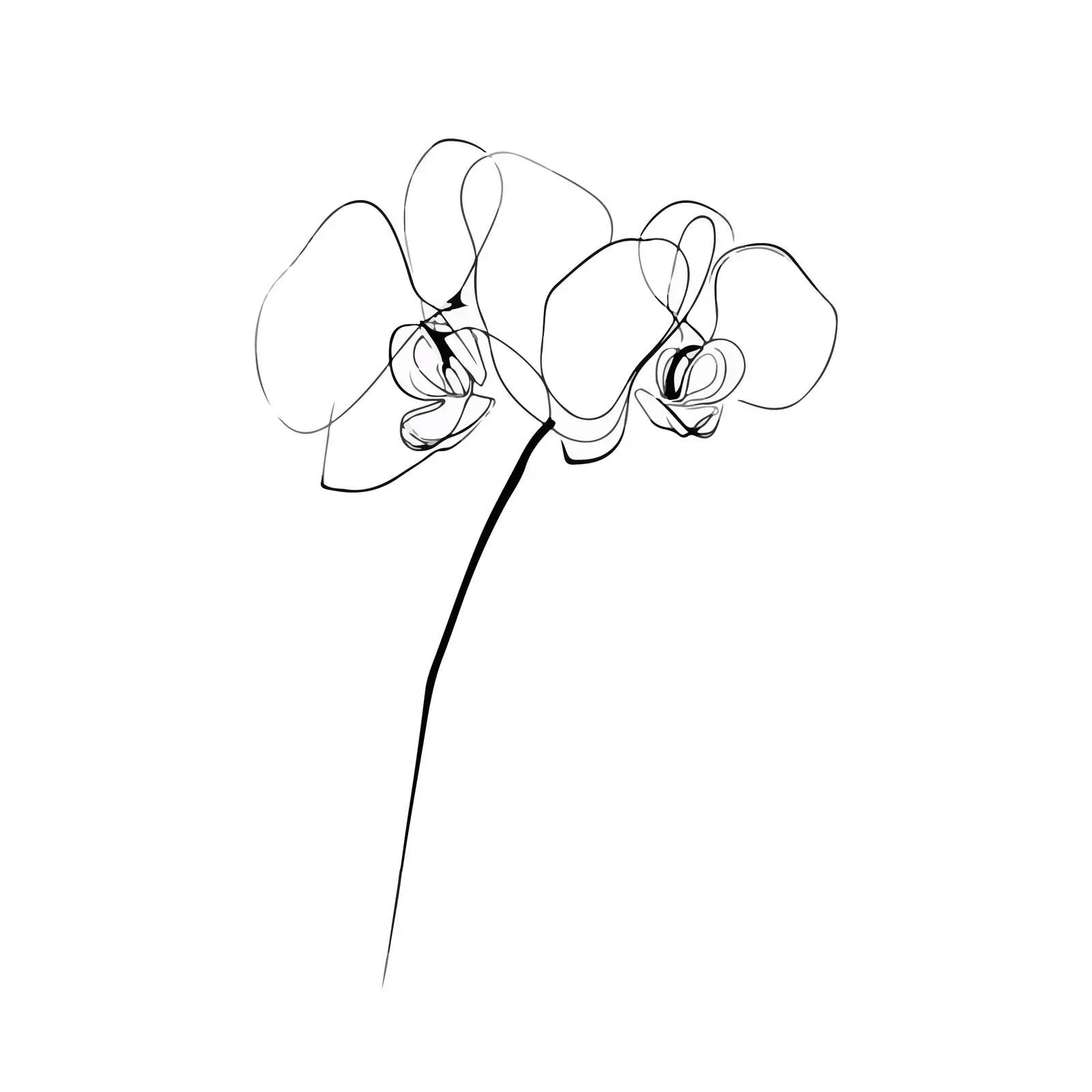 Orchid Outline Flowing Line Art — free download from Dotvec