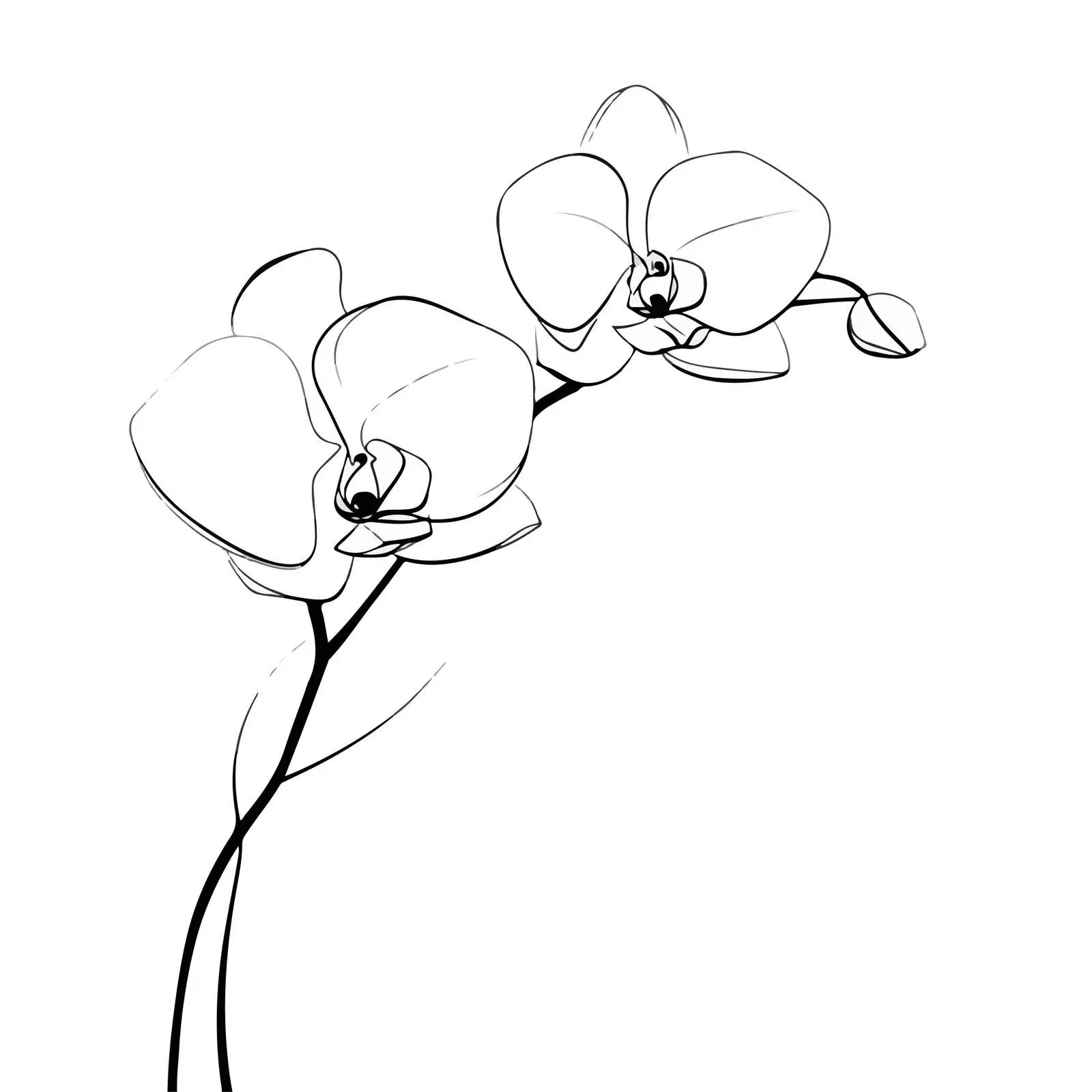 Orchid Continuous Line Art Illustration — free download from Dotvec