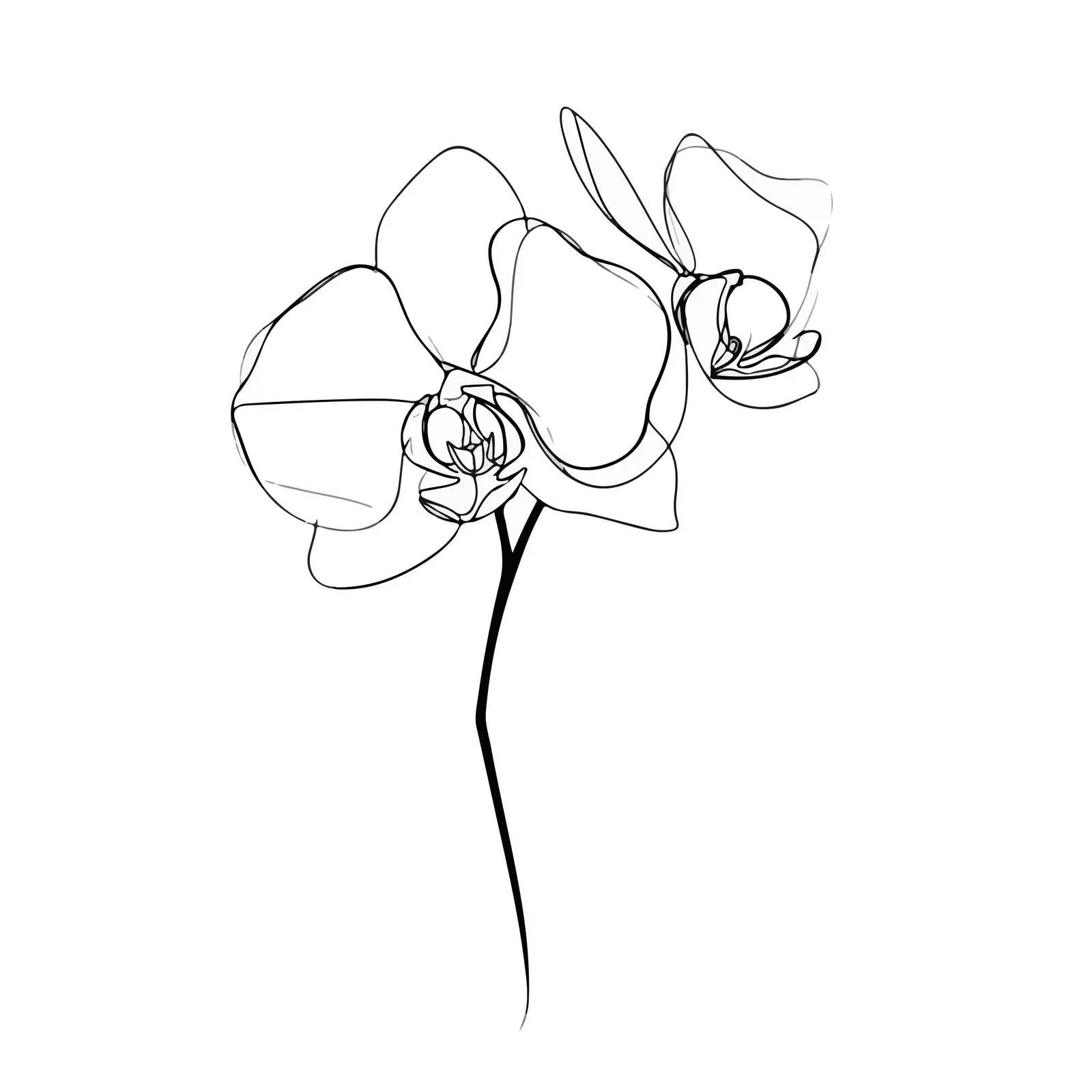 Orchid Line Art Illustration — free download from Dotvec