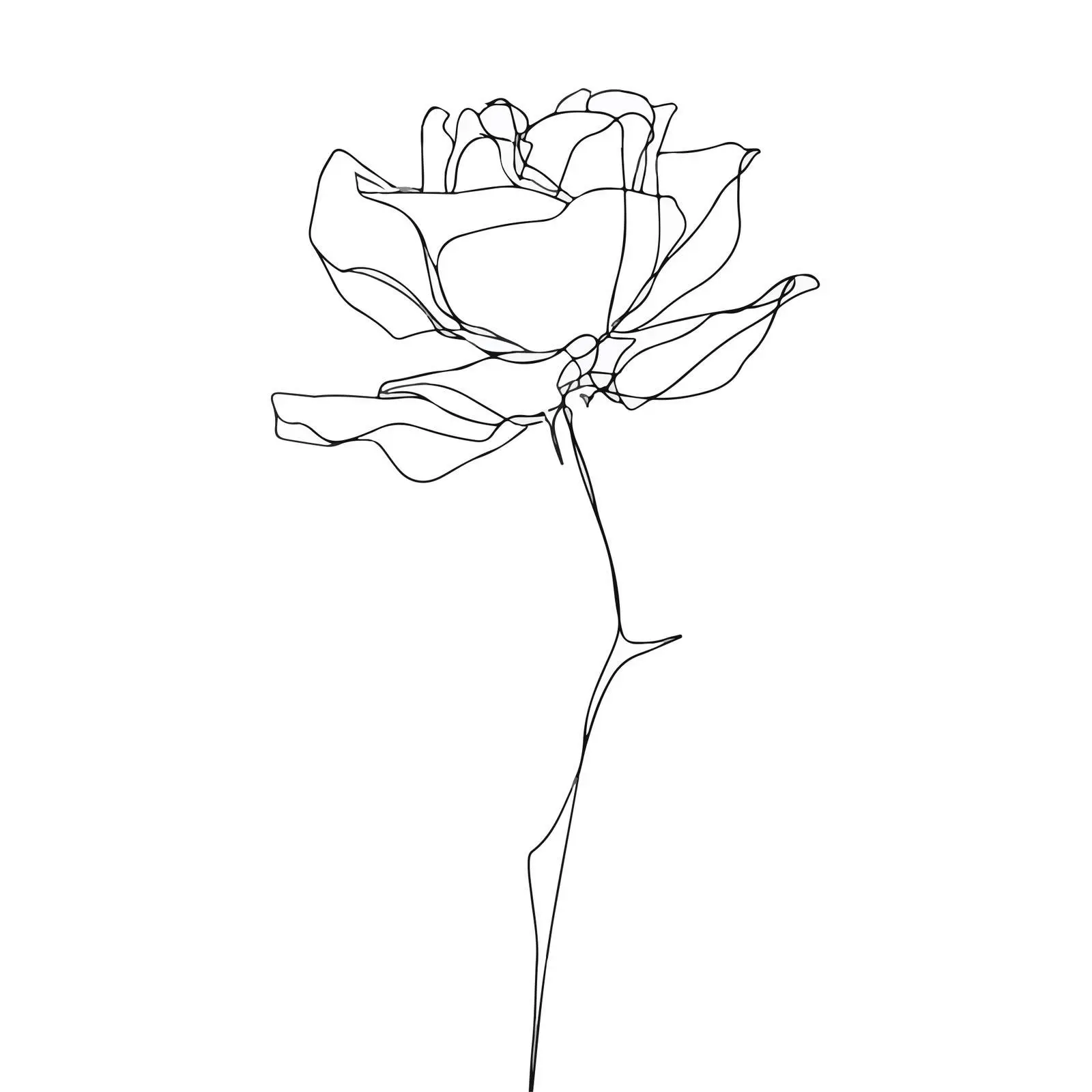 Elegant Rose Line Drawing — free download from Dotvec