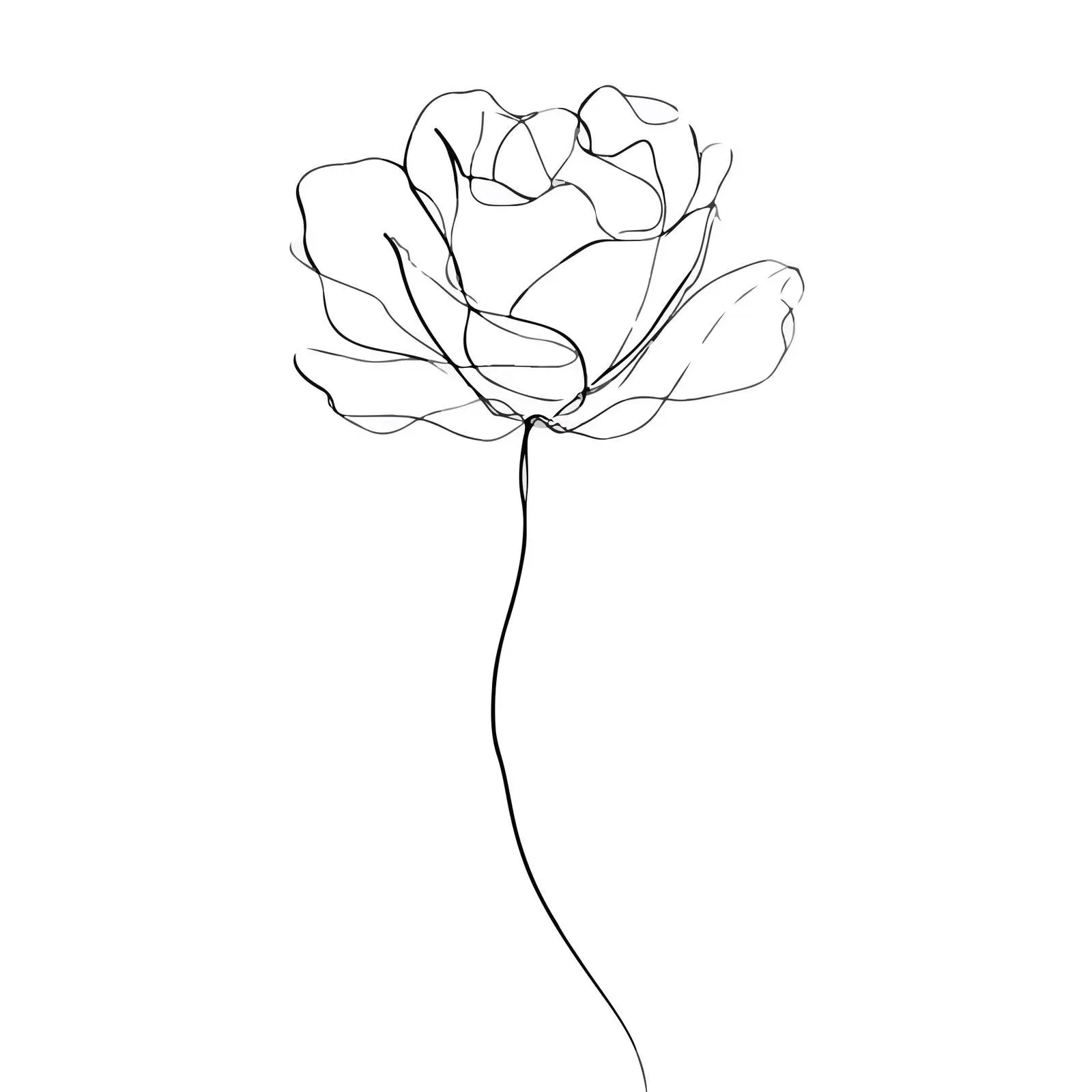 Elegant Rose Line Art Illustration — free download from Dotvec