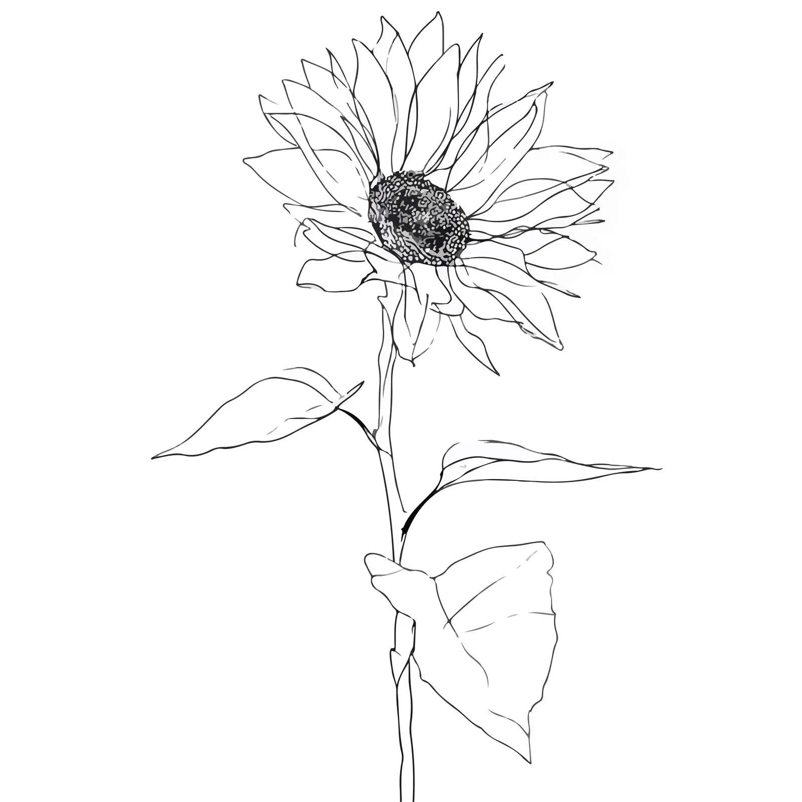 Sunflower Line Art — free download from Dotvec