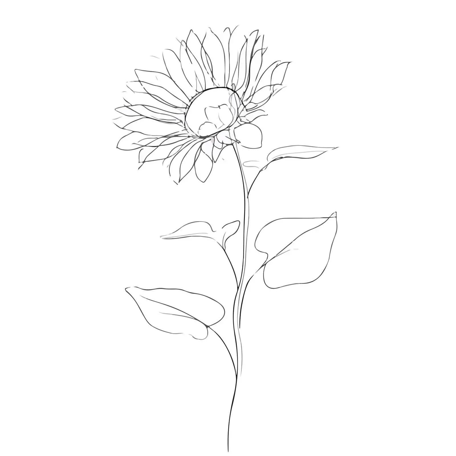 Sunflower Line Art Illustration — free download from Dotvec