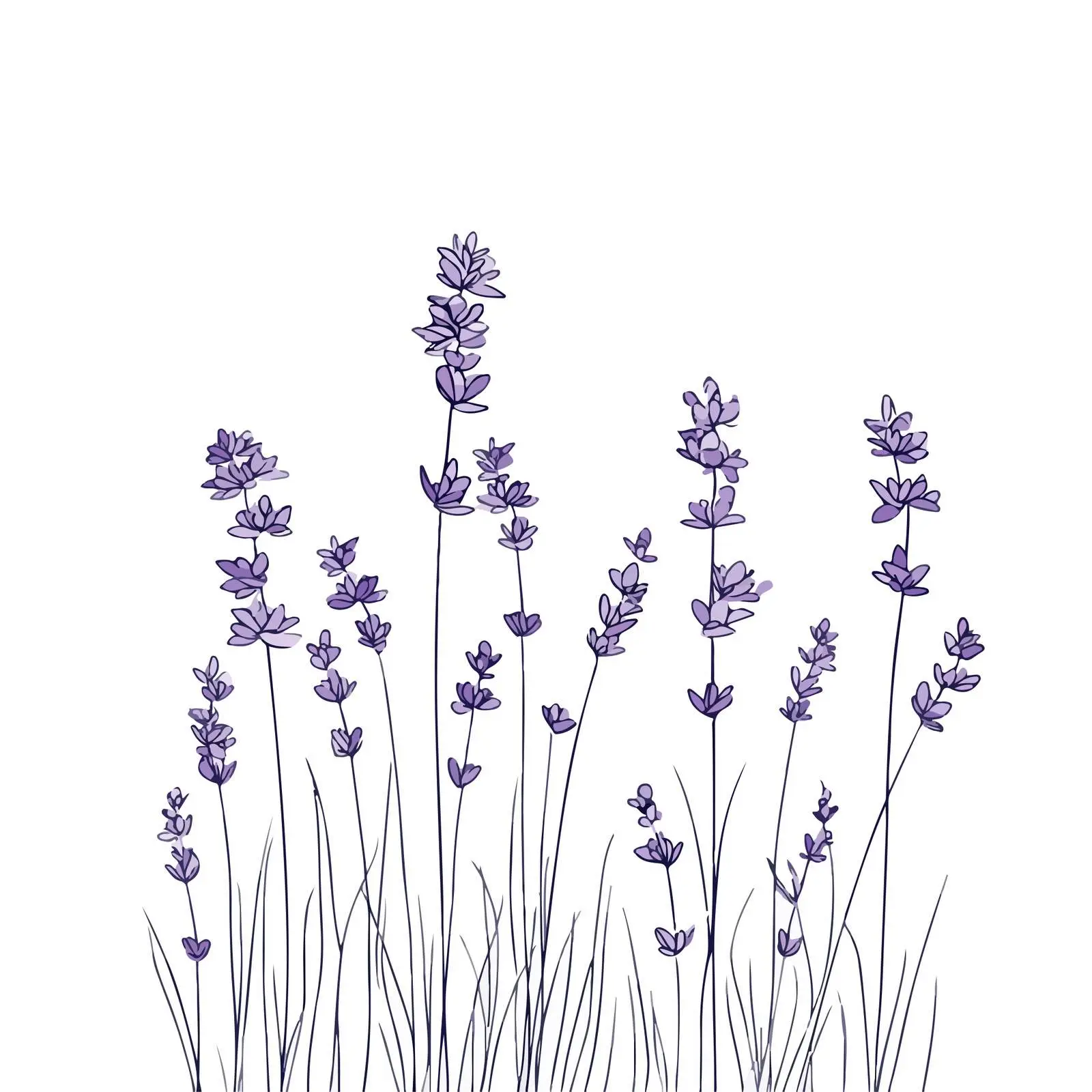 Lavender Line Art Vector Illustration — free download from Dotvec
