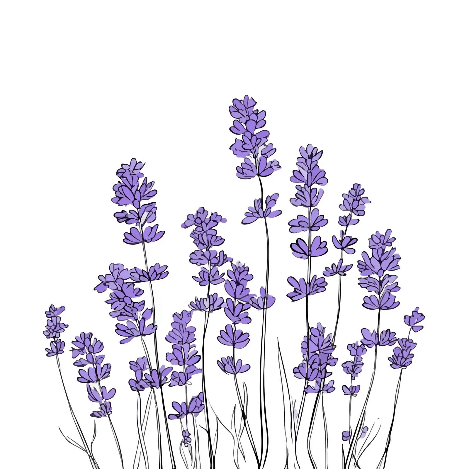 Elegant Lavender Line Art Vector Illustration — free download from Dotvec