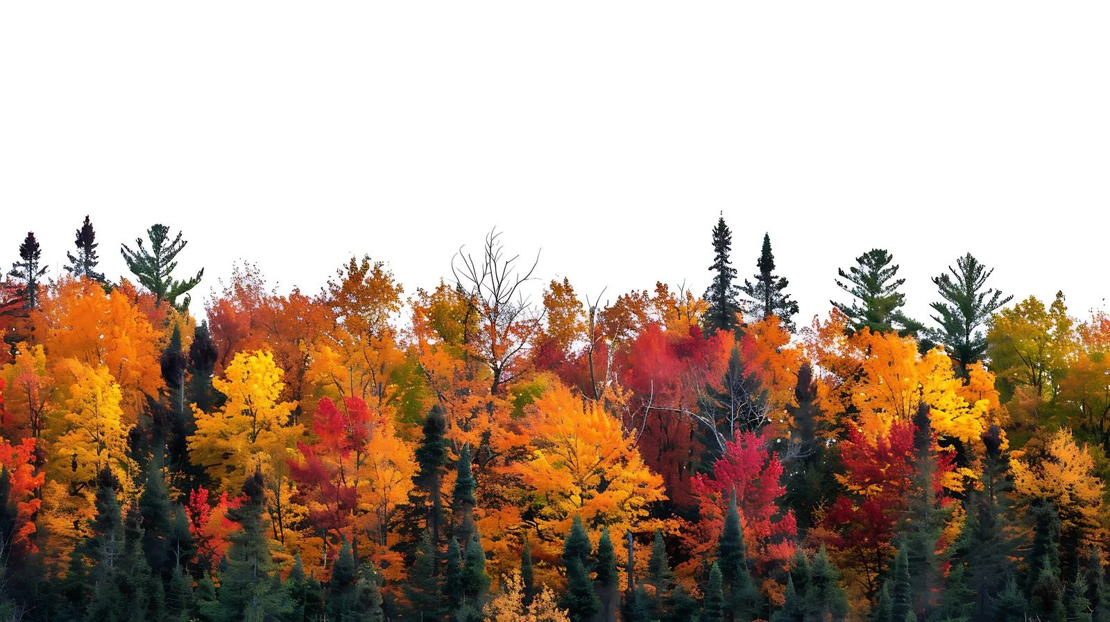 Vibrant Autumn Forest in Isolation — free download from Dotvec