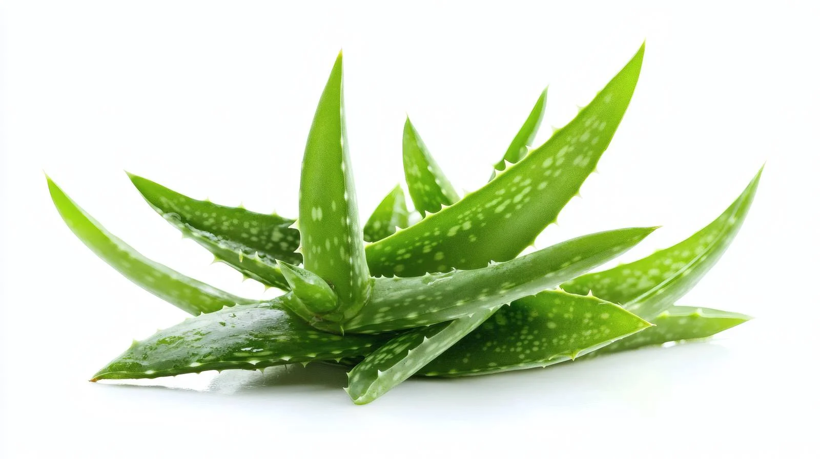 Pure Organic Aloe Vera Gel Extract — free download from Dotvec