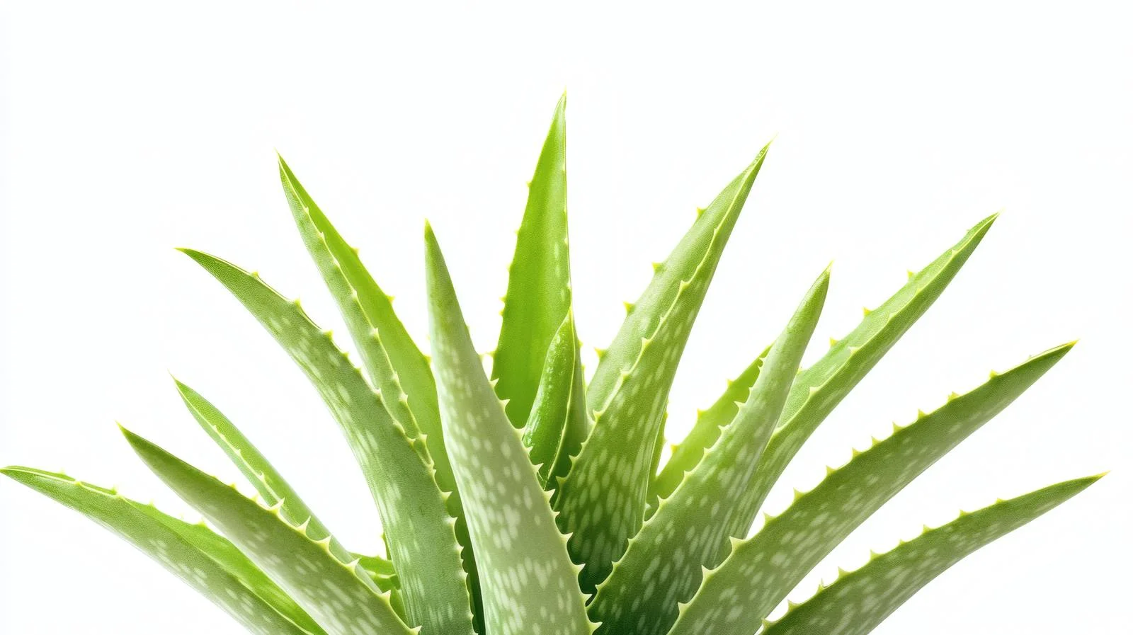 Pure Aloe Vera Skincare Product Display — free download from Dotvec
