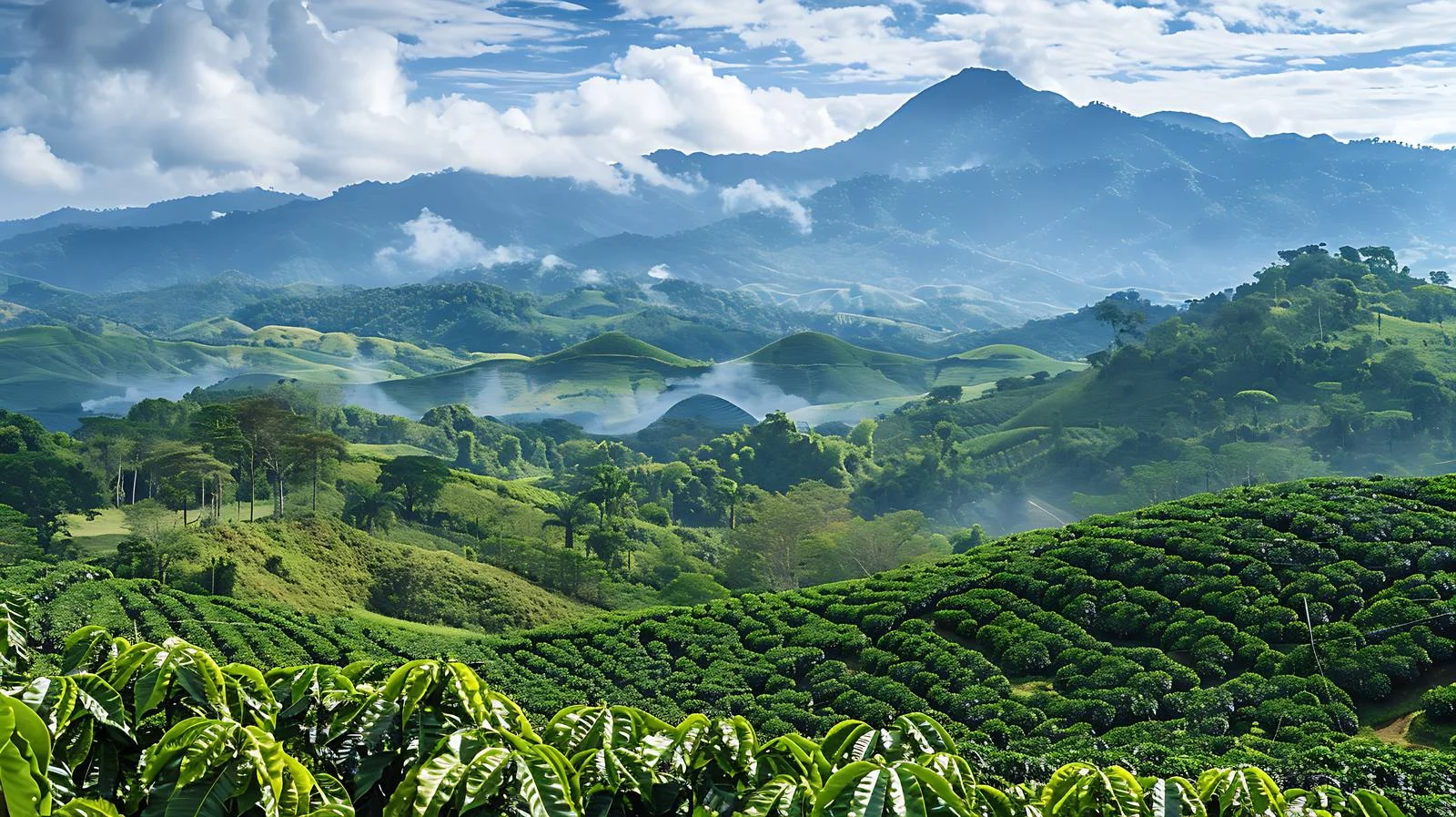 Scenic Organic Coffee Farm in Panama Mountains — free download from Dotvec