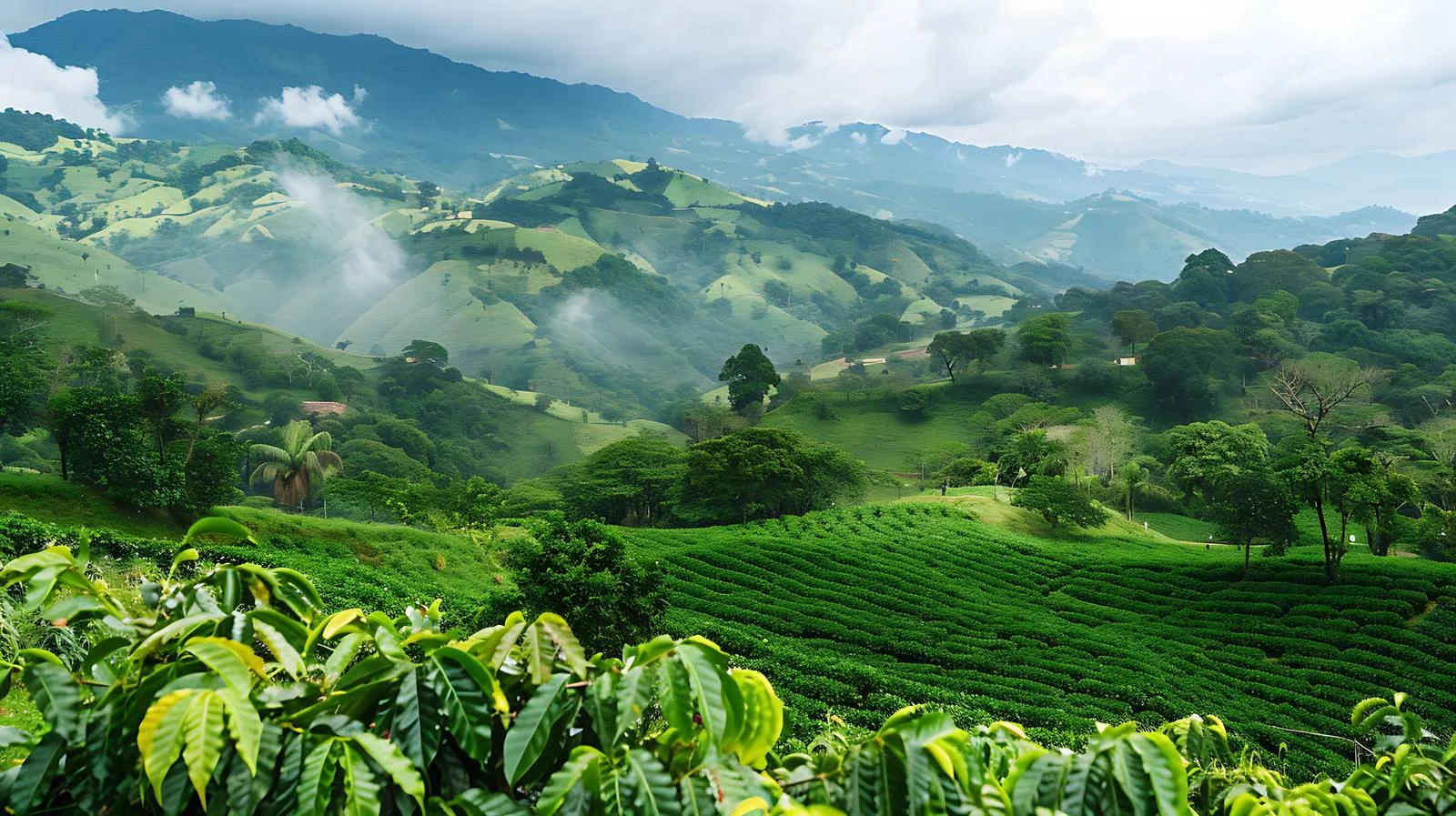 Sustainable Coffee Plantation in Panama's Highlands — free download from Dotvec