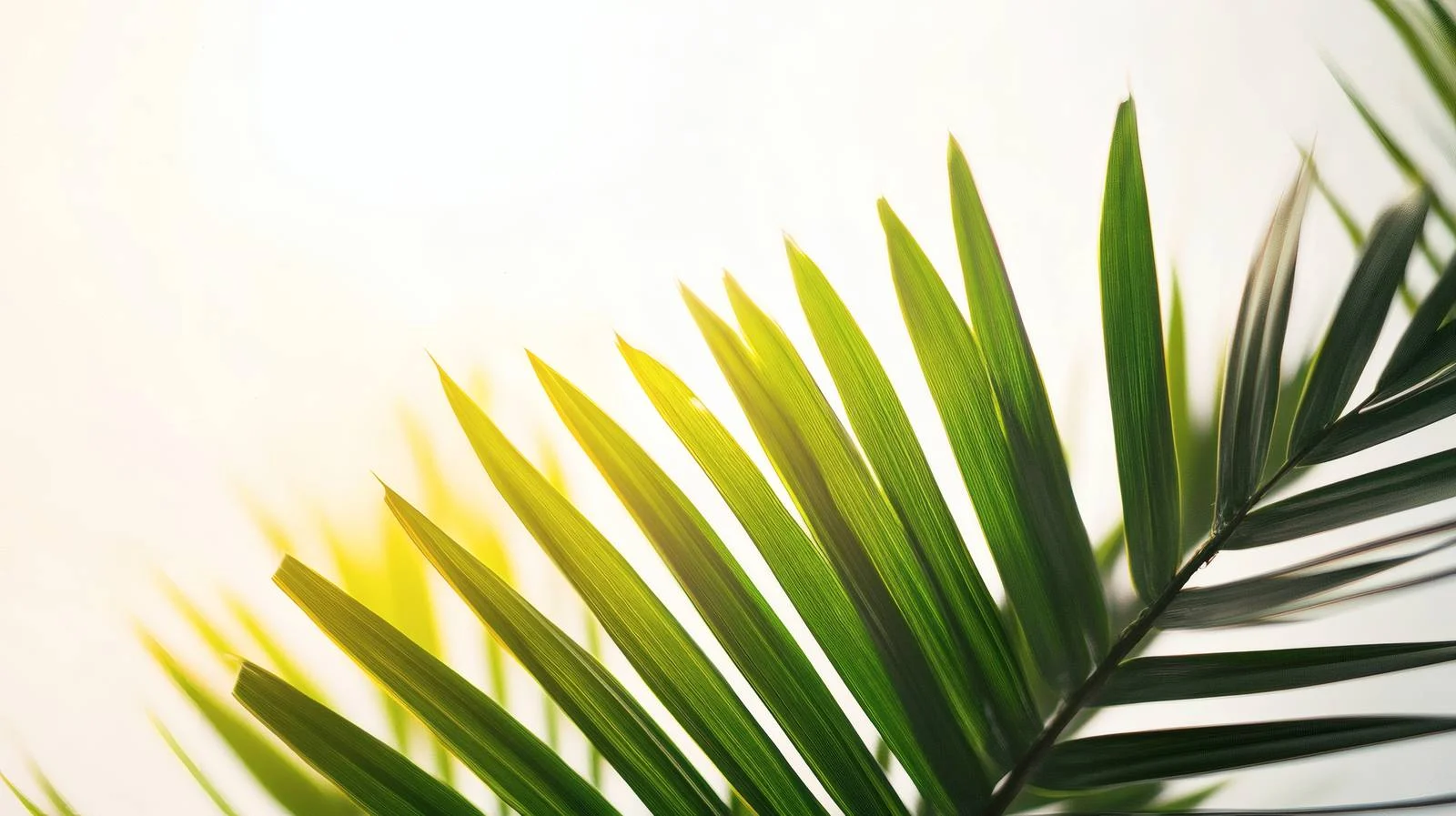 Symbolic Palm Sunday Isolated White Background — free download from Dotvec