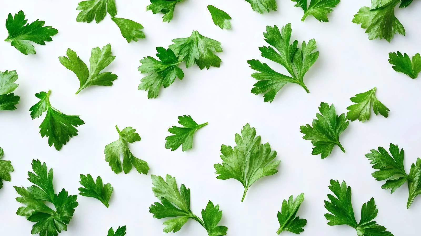 Fresh Parsley Leaves on White Background — free download from Dotvec