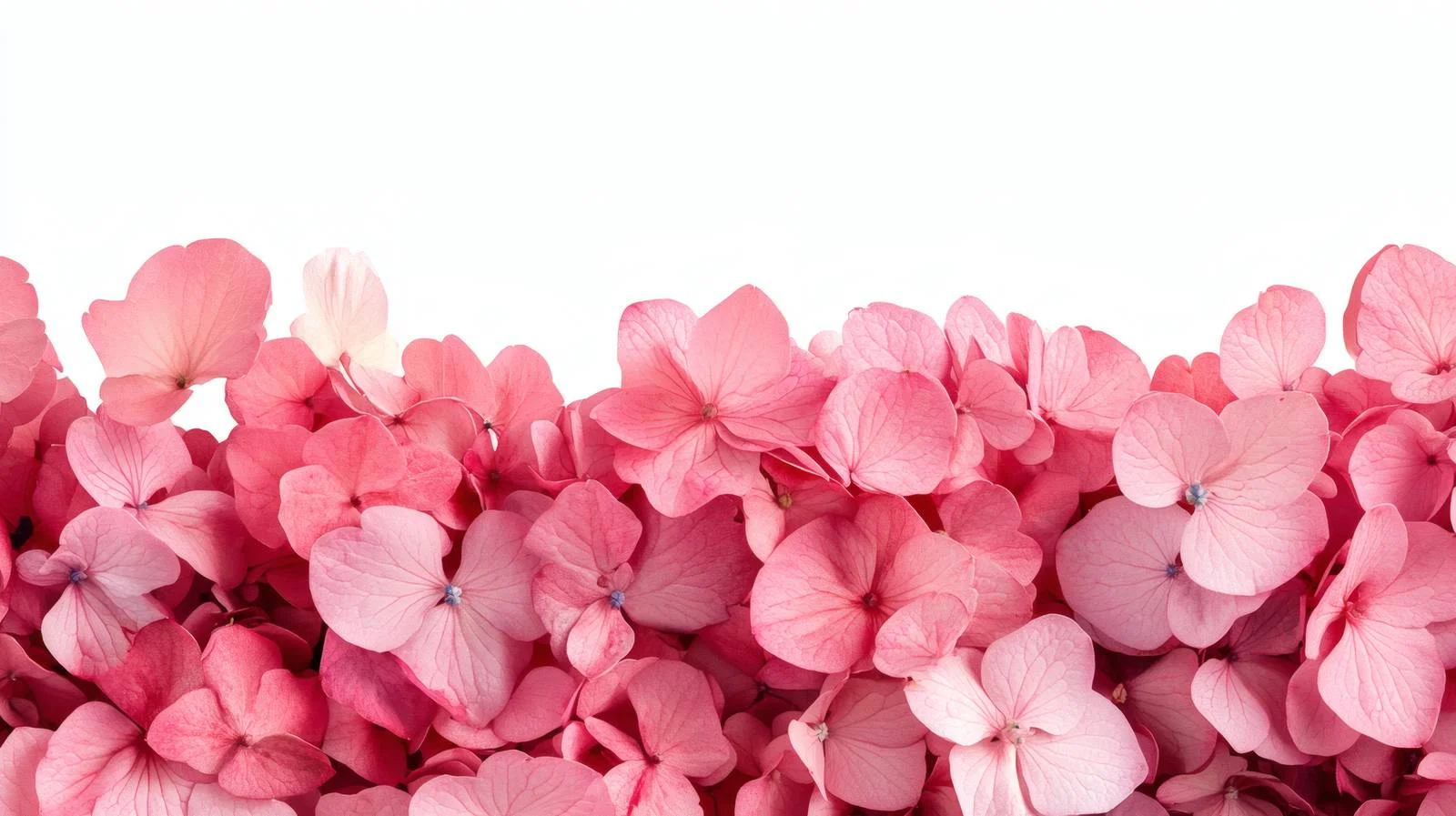 Elegant Pink Hydrangea Flowers on White — free download from Dotvec