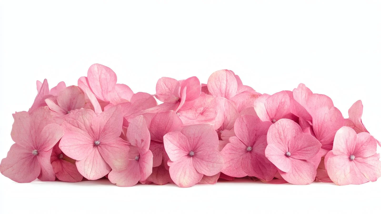 Vivid Pink Hydrangea Blossoms on White — free download from Dotvec