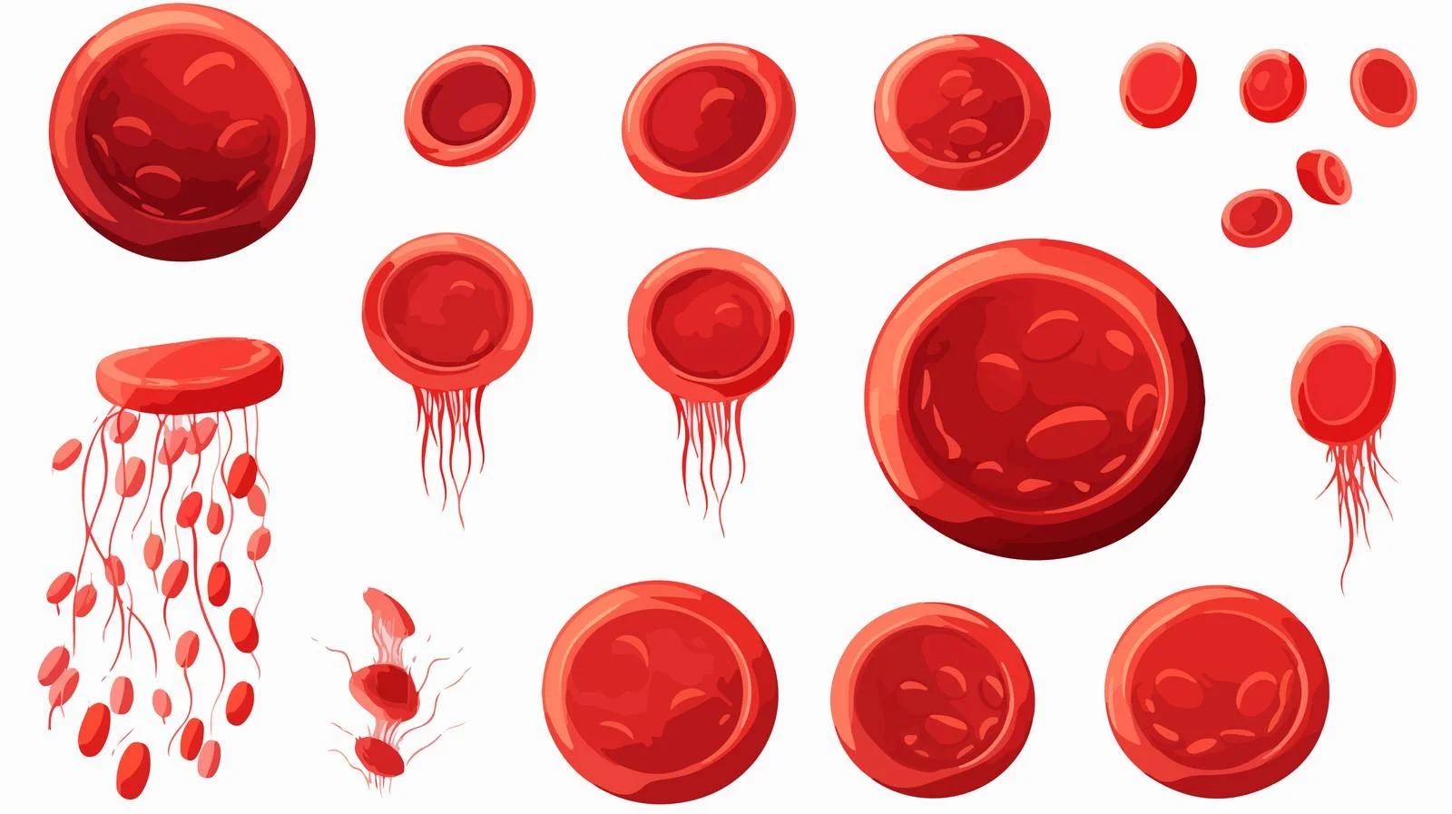Platelet Circulation Graphics — free download from Dotvec