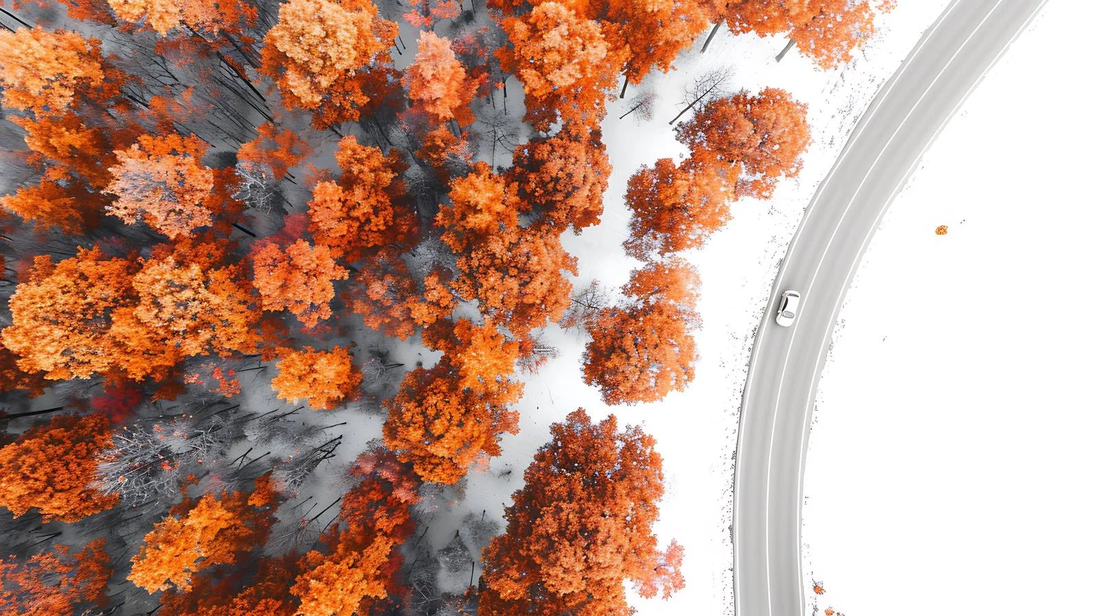 Autumnal Road with Cars Amidst Forest Canopy — free download from Dotvec