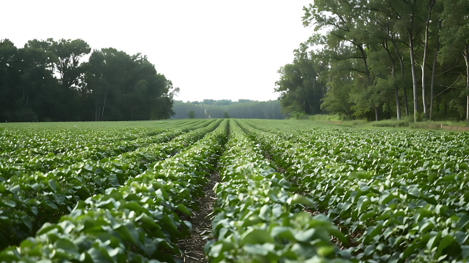 Soybean Rows and Trees in Late Afternoon — free download from Dotvec