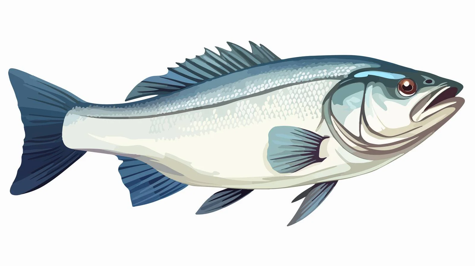 Sea Bass Close-Up on White Background — free download from Dotvec