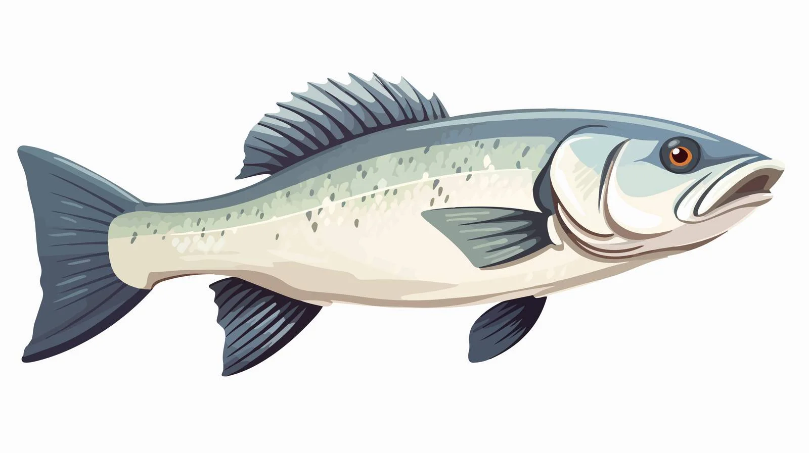 Sea Bass Fish Isolated on White — free download from Dotvec