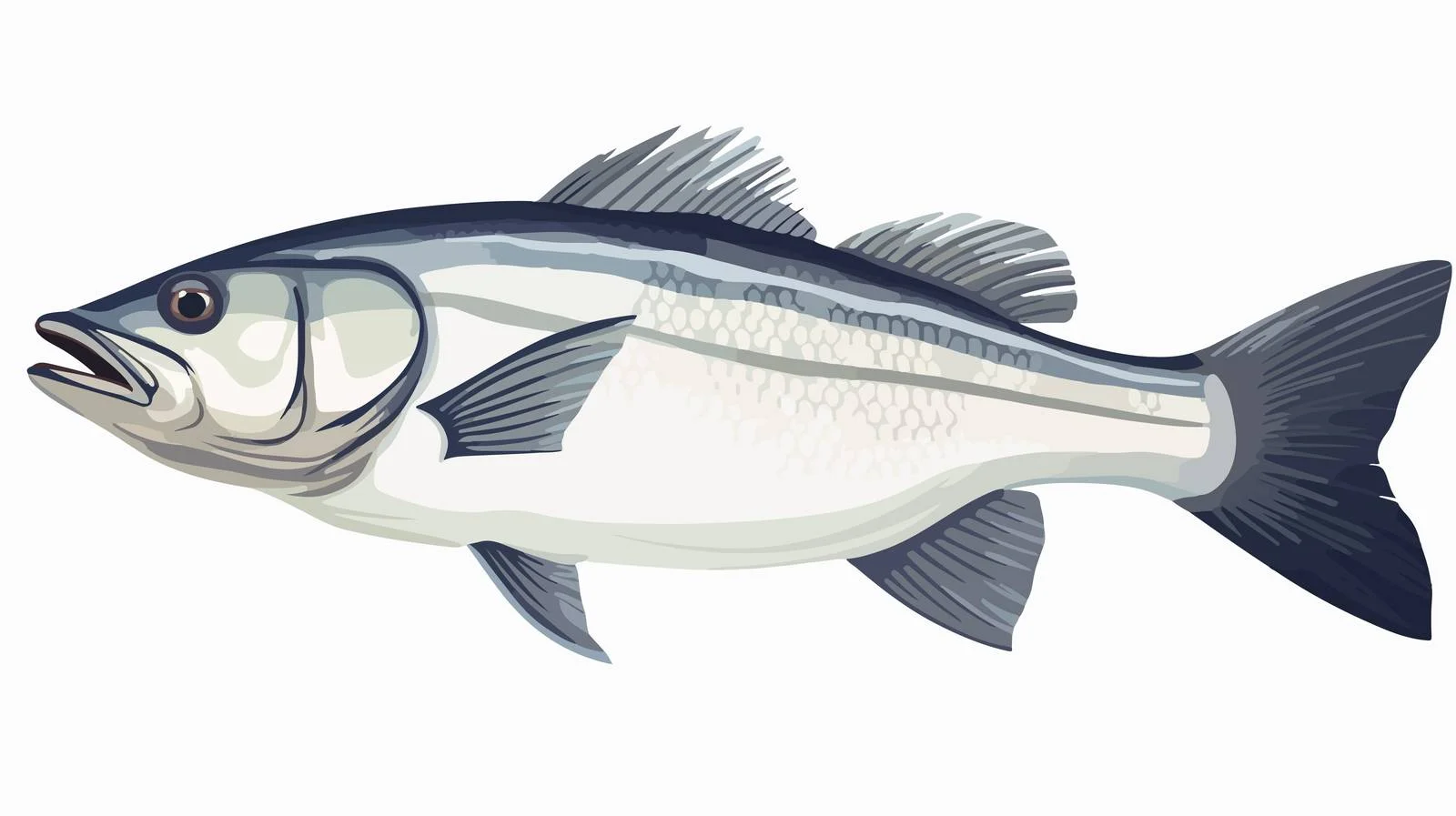 Sea Bass Fish Close-Up on White — free download from Dotvec