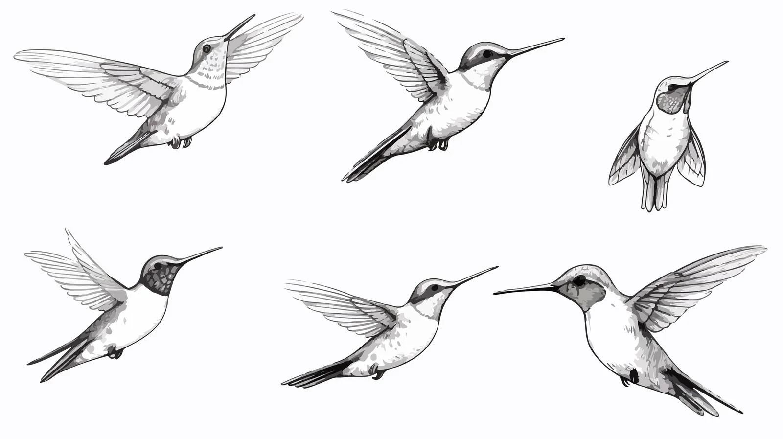 Hummingbirds Sketch Cartoon Vector Illustration — free download from Dotvec