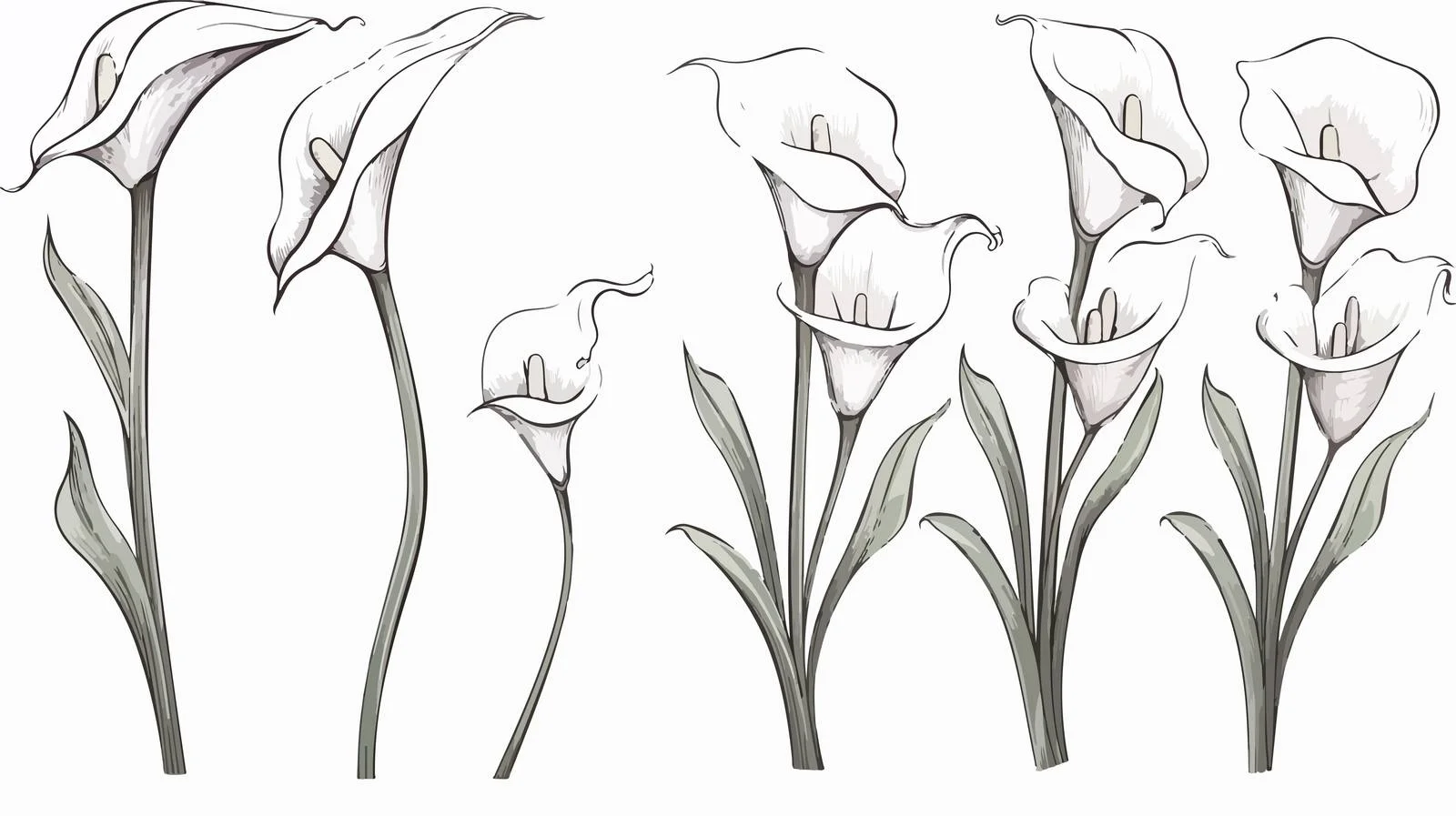 Hand-Drawn Calla Lily Sketch — free download from Dotvec