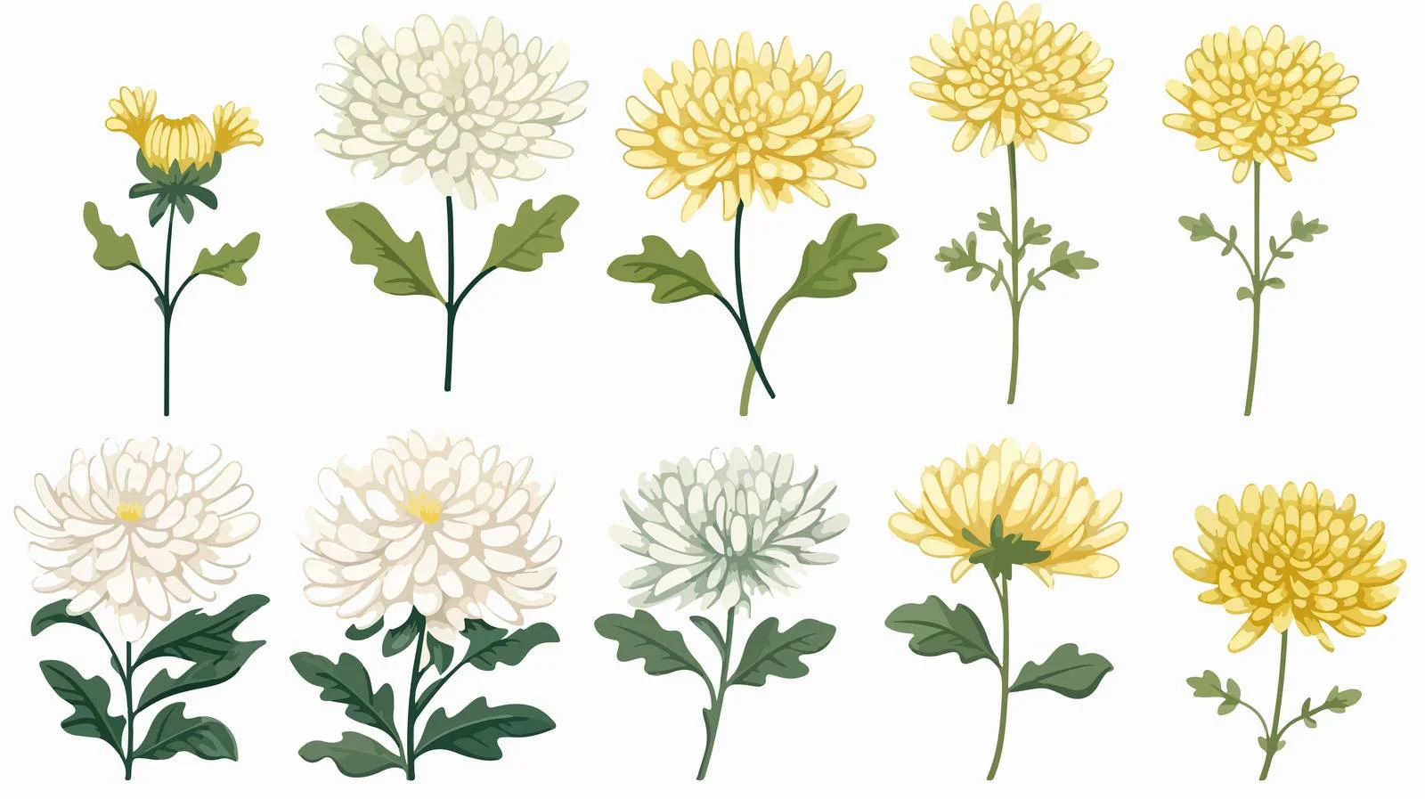 Hand-Drawn Chrysanthemum Set — free download from Dotvec